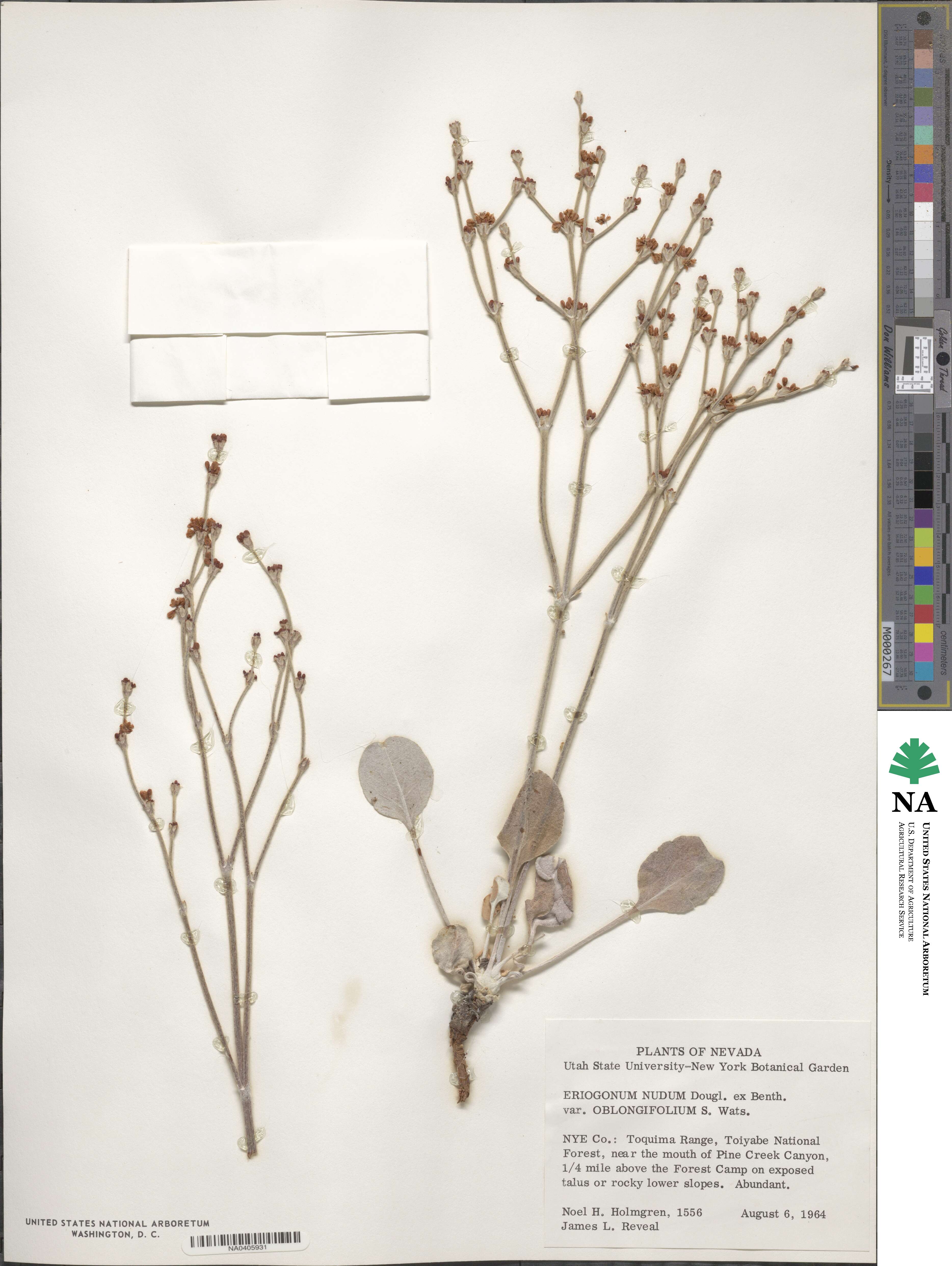 Eriogonum nudum image