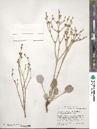 Eriogonum nudum image