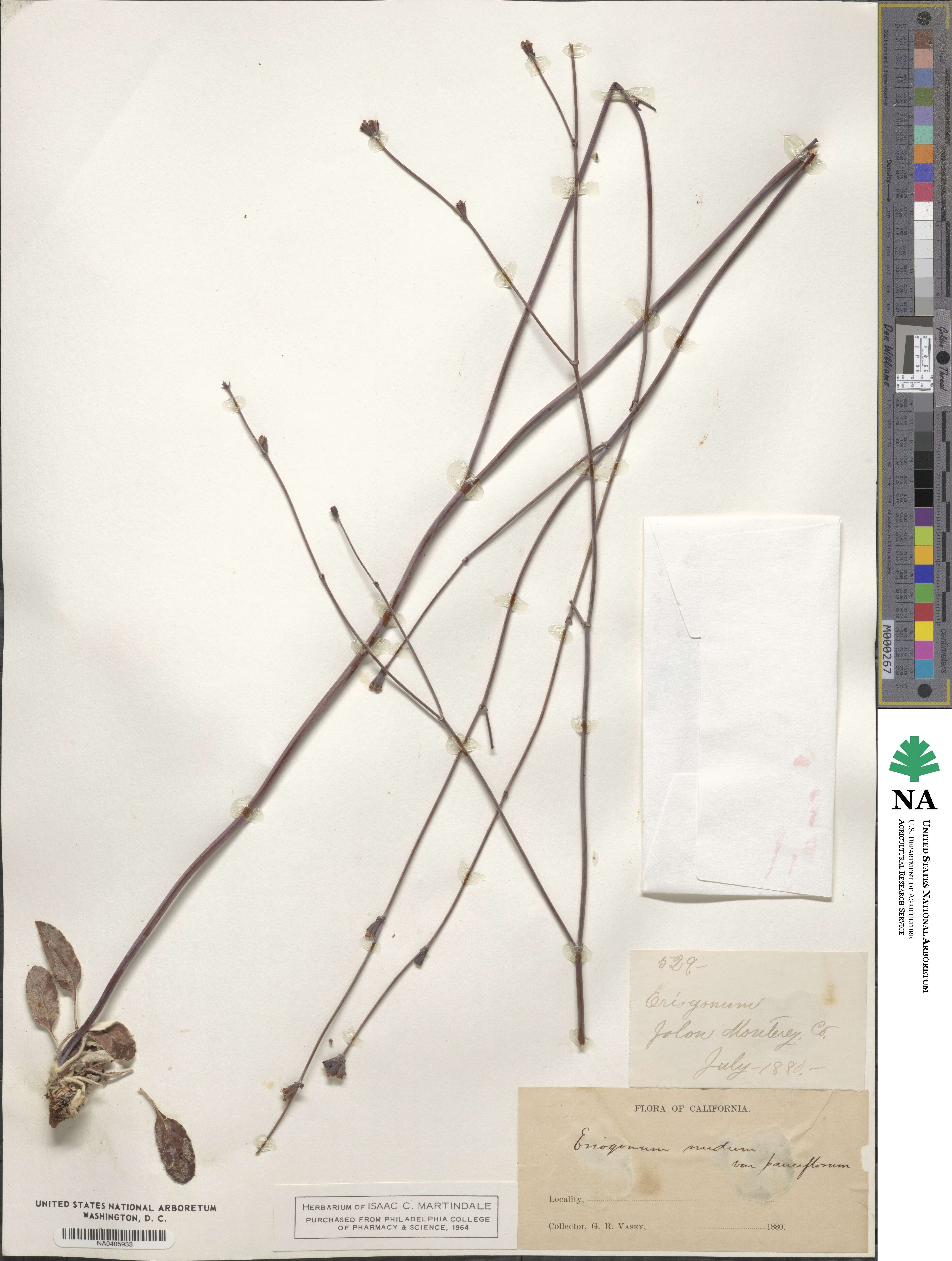 Eriogonum nudum var. pauciflorum image