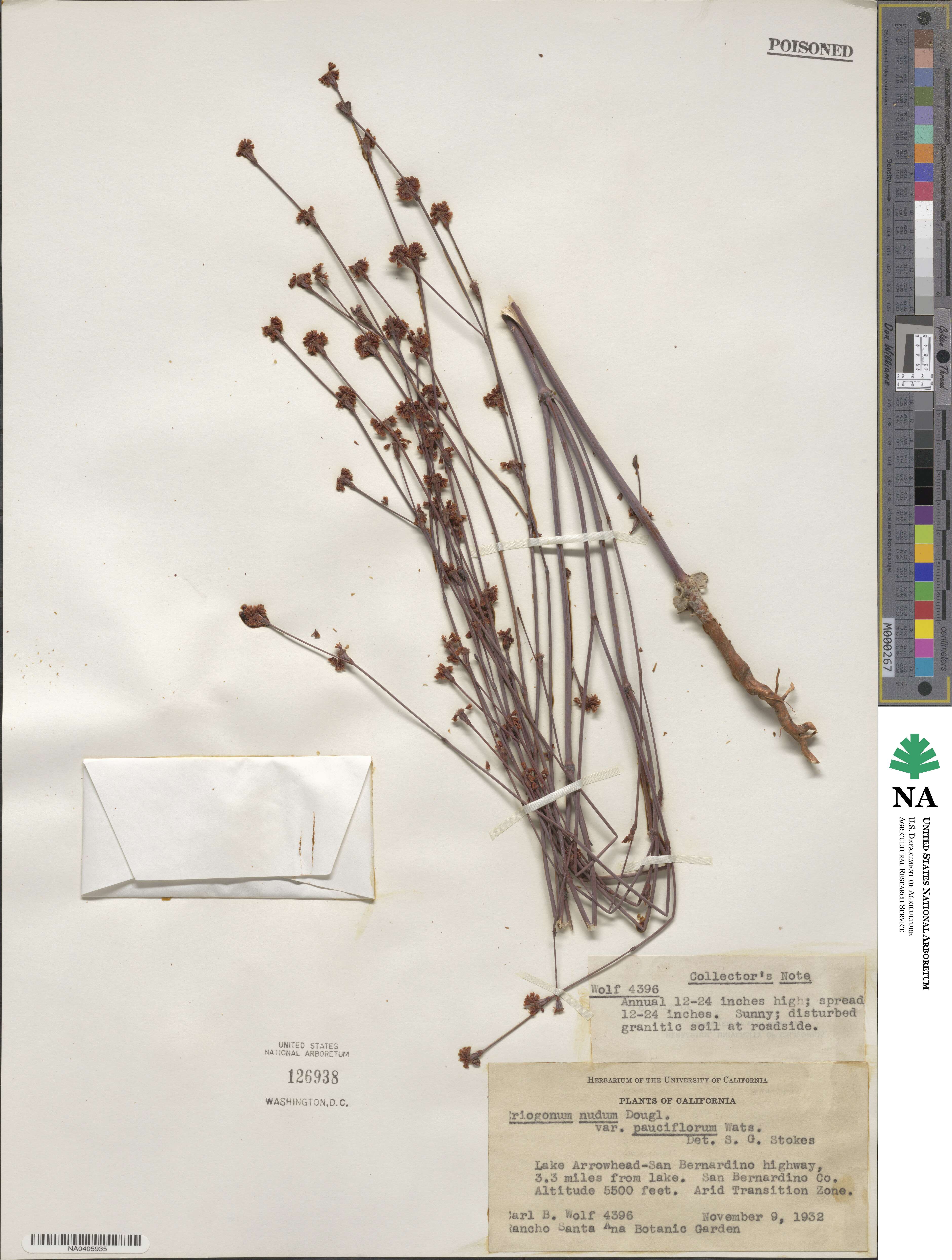 Eriogonum nudum var. pauciflorum image