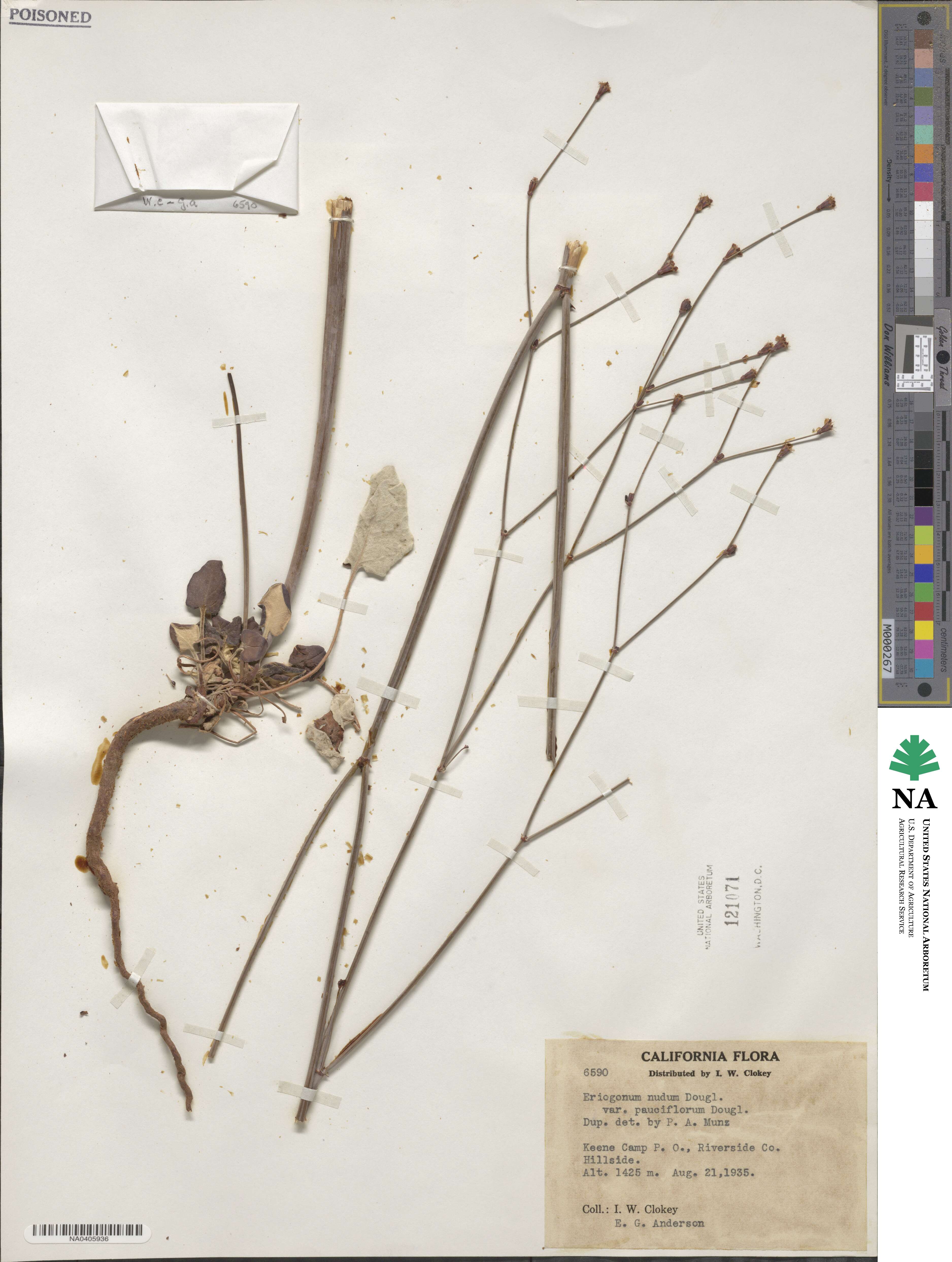 Eriogonum nudum var. pauciflorum image