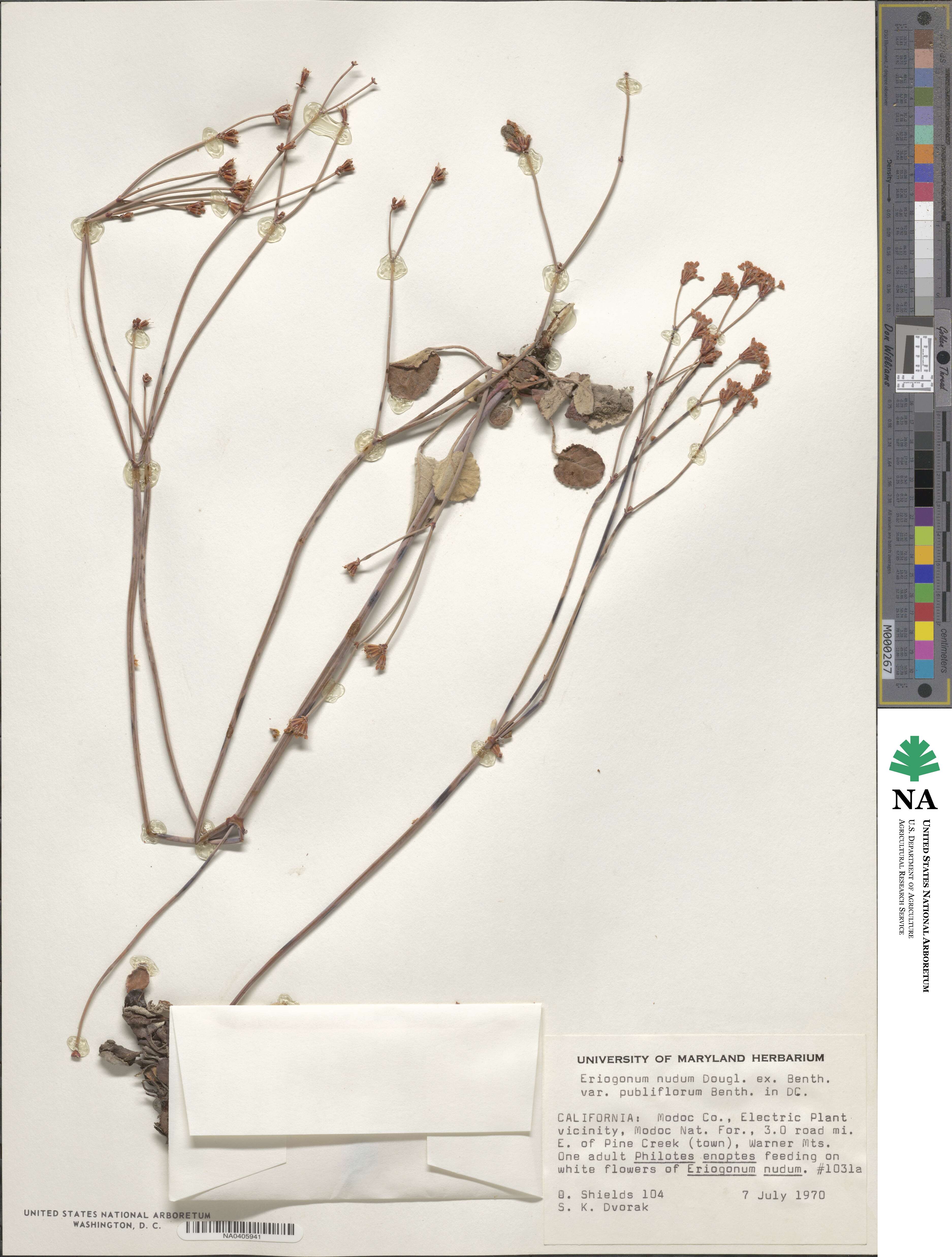 Eriogonum nudum var. pubiflorum image
