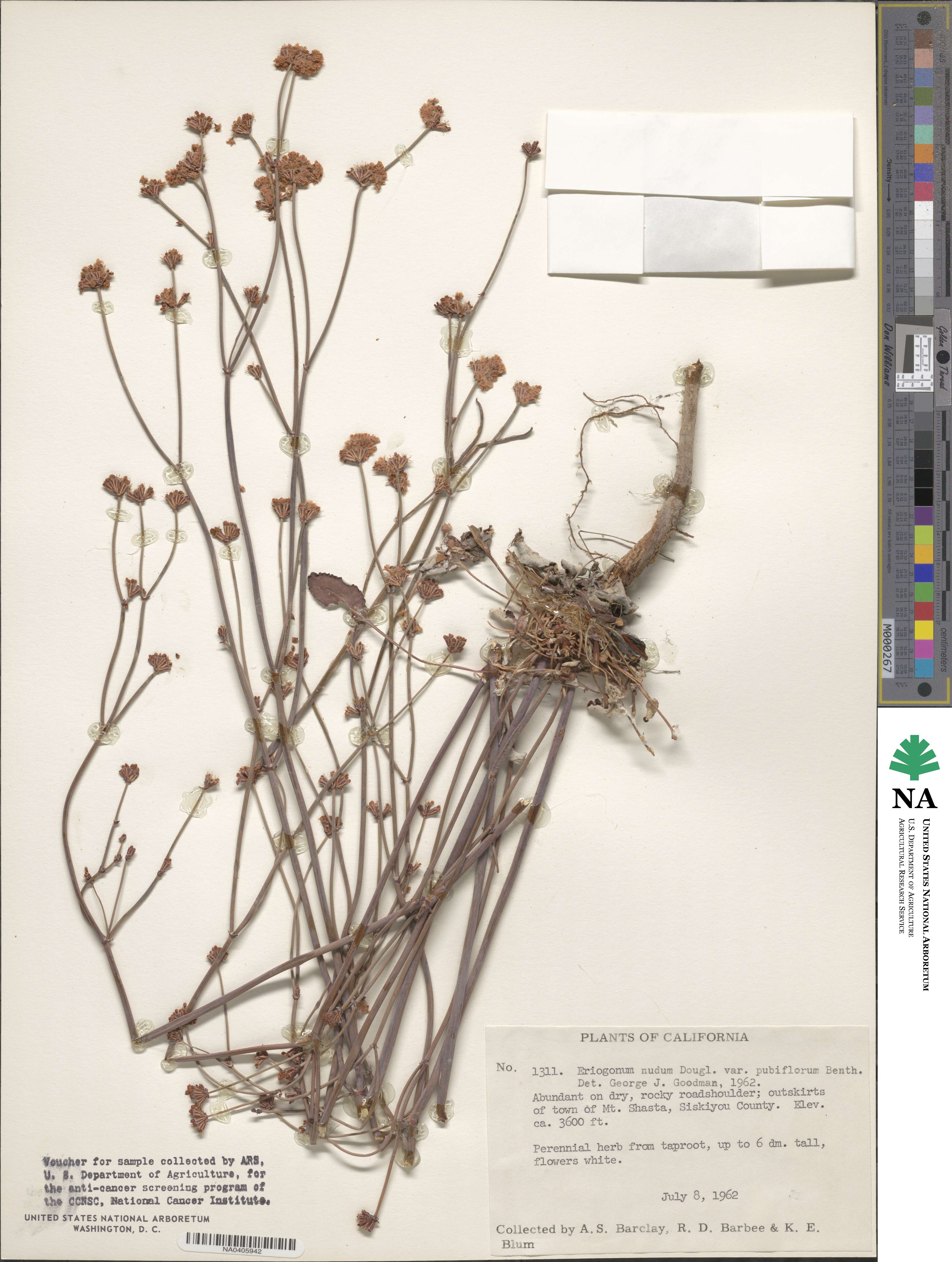 Eriogonum nudum var. pubiflorum image