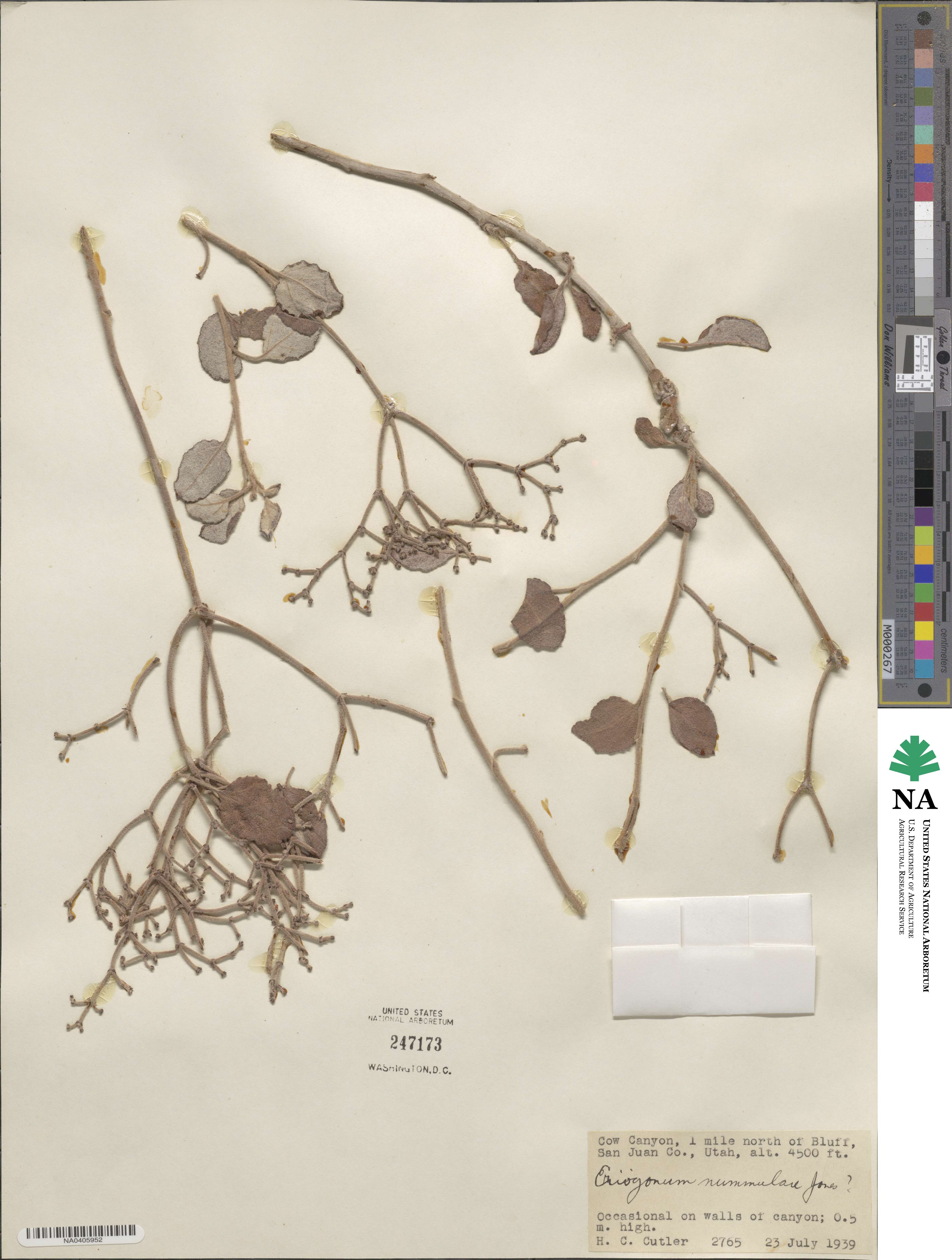 Eriogonum nummulare image