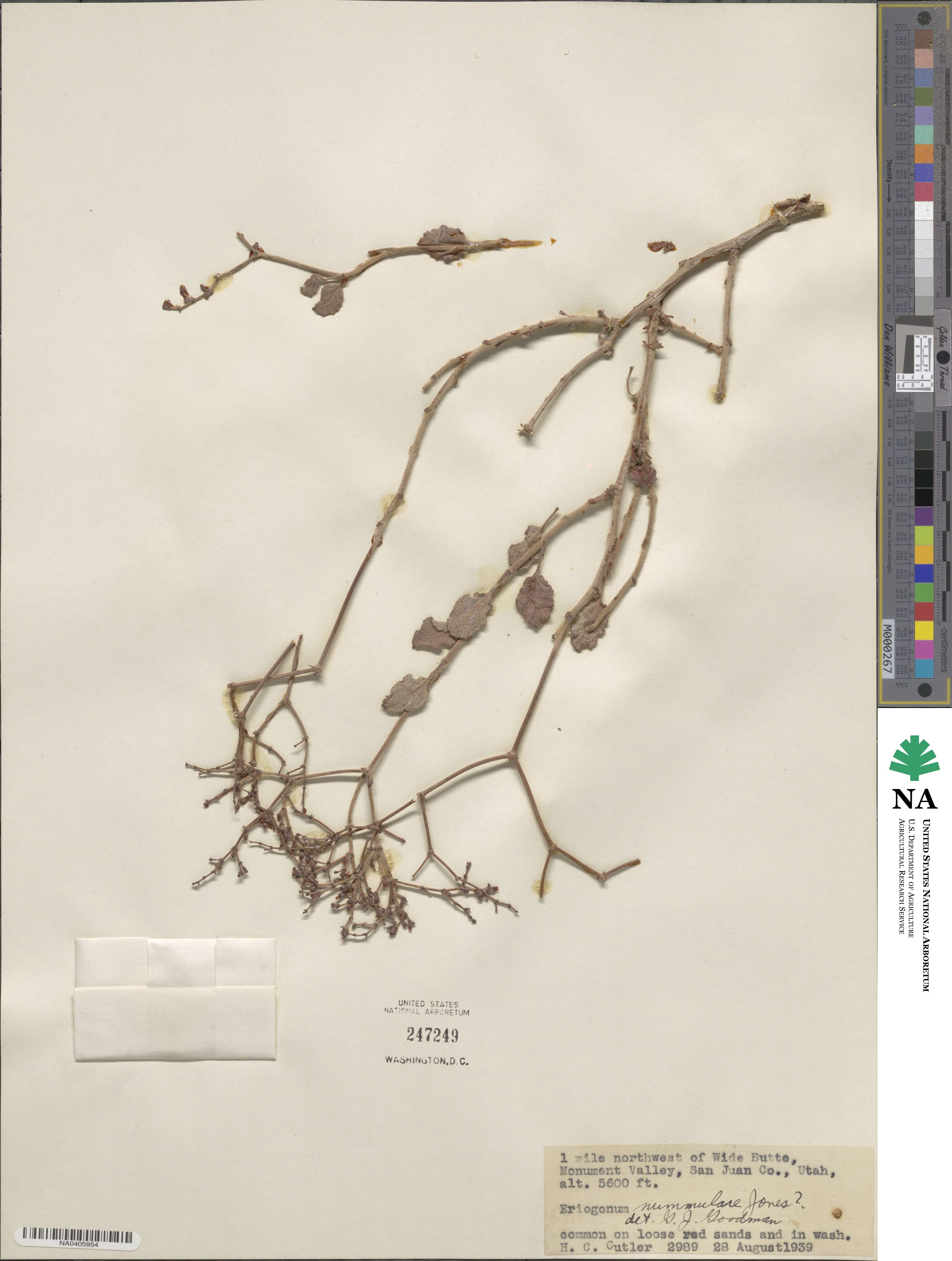 Eriogonum nummulare image