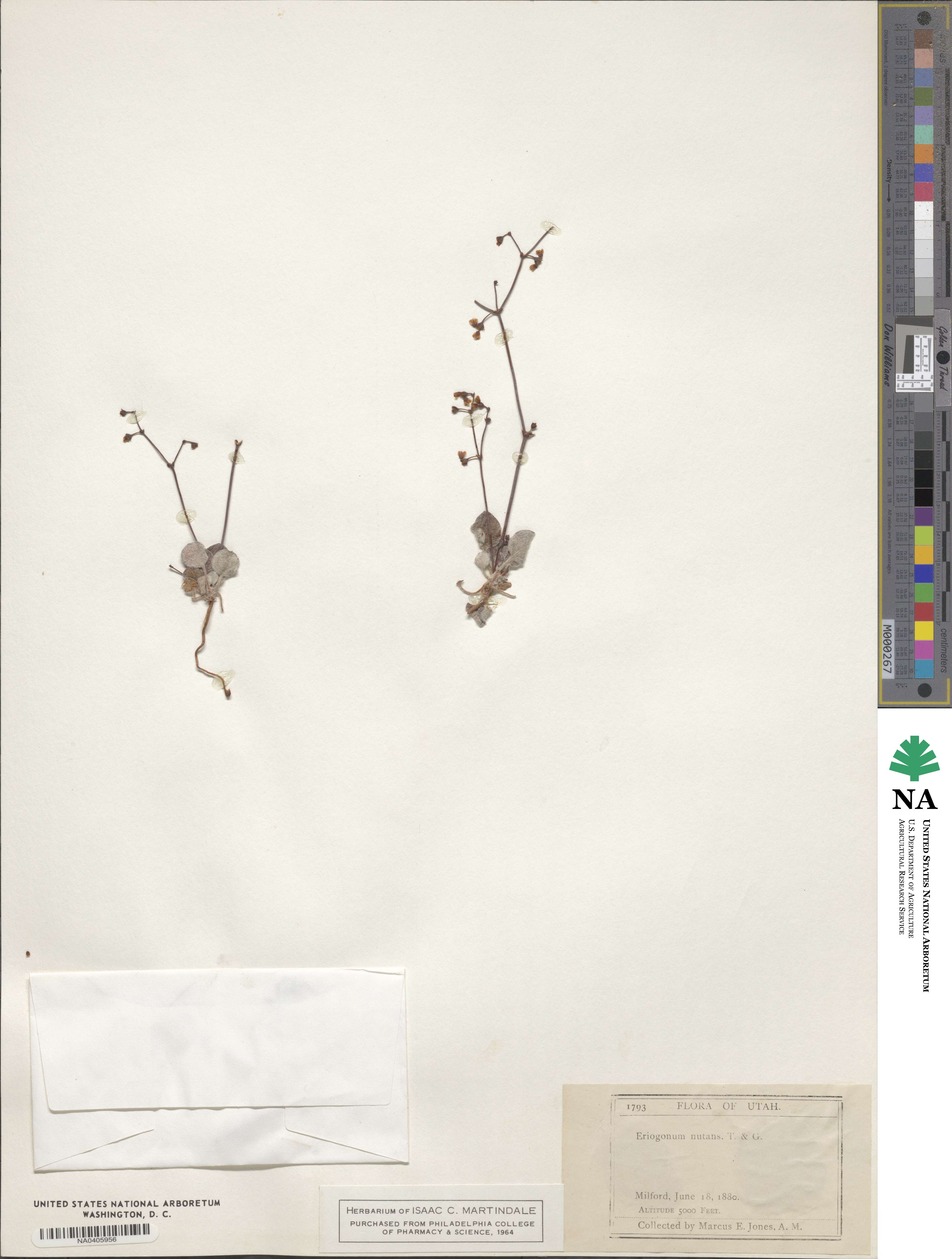 Eriogonum nutans image