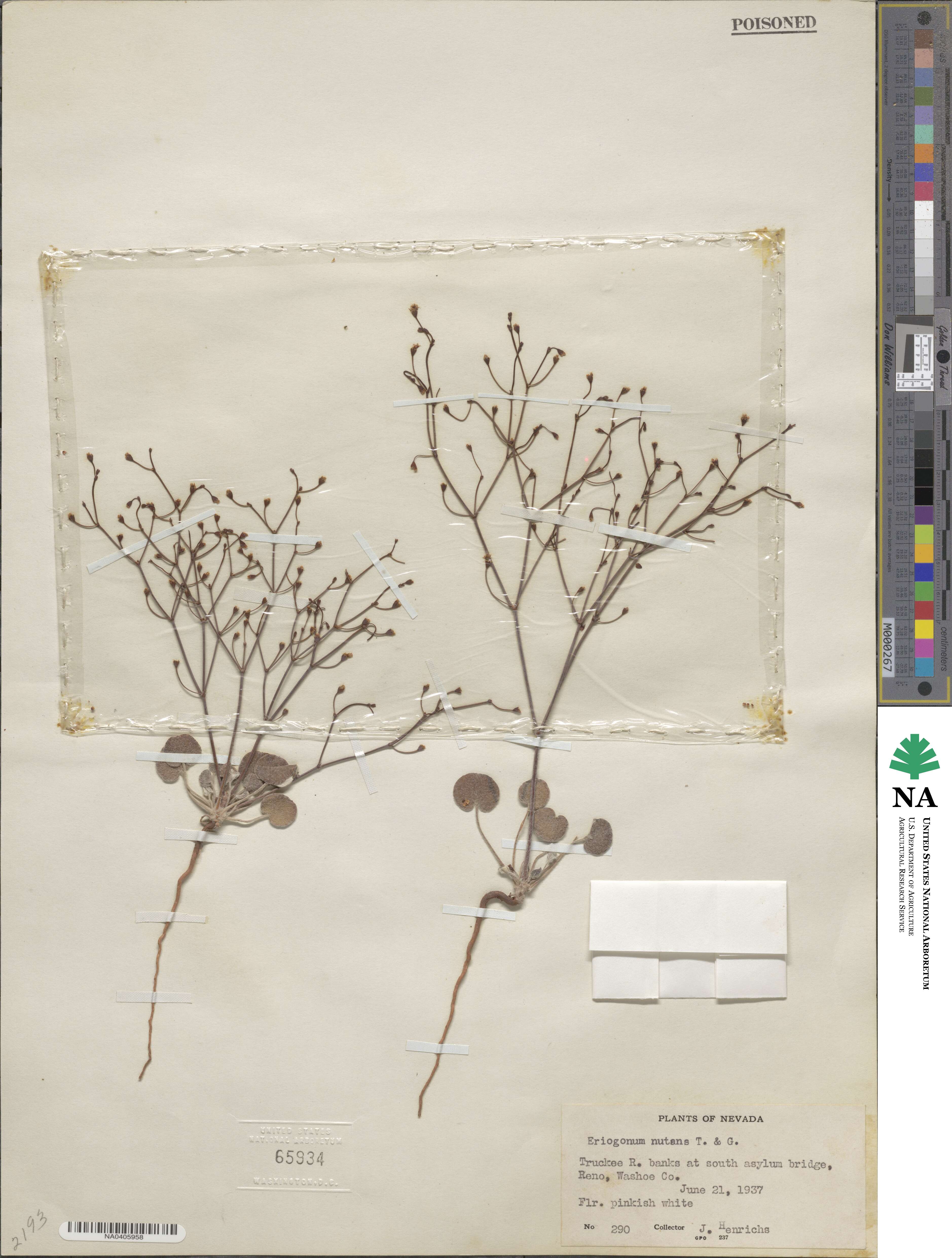 Eriogonum nutans image