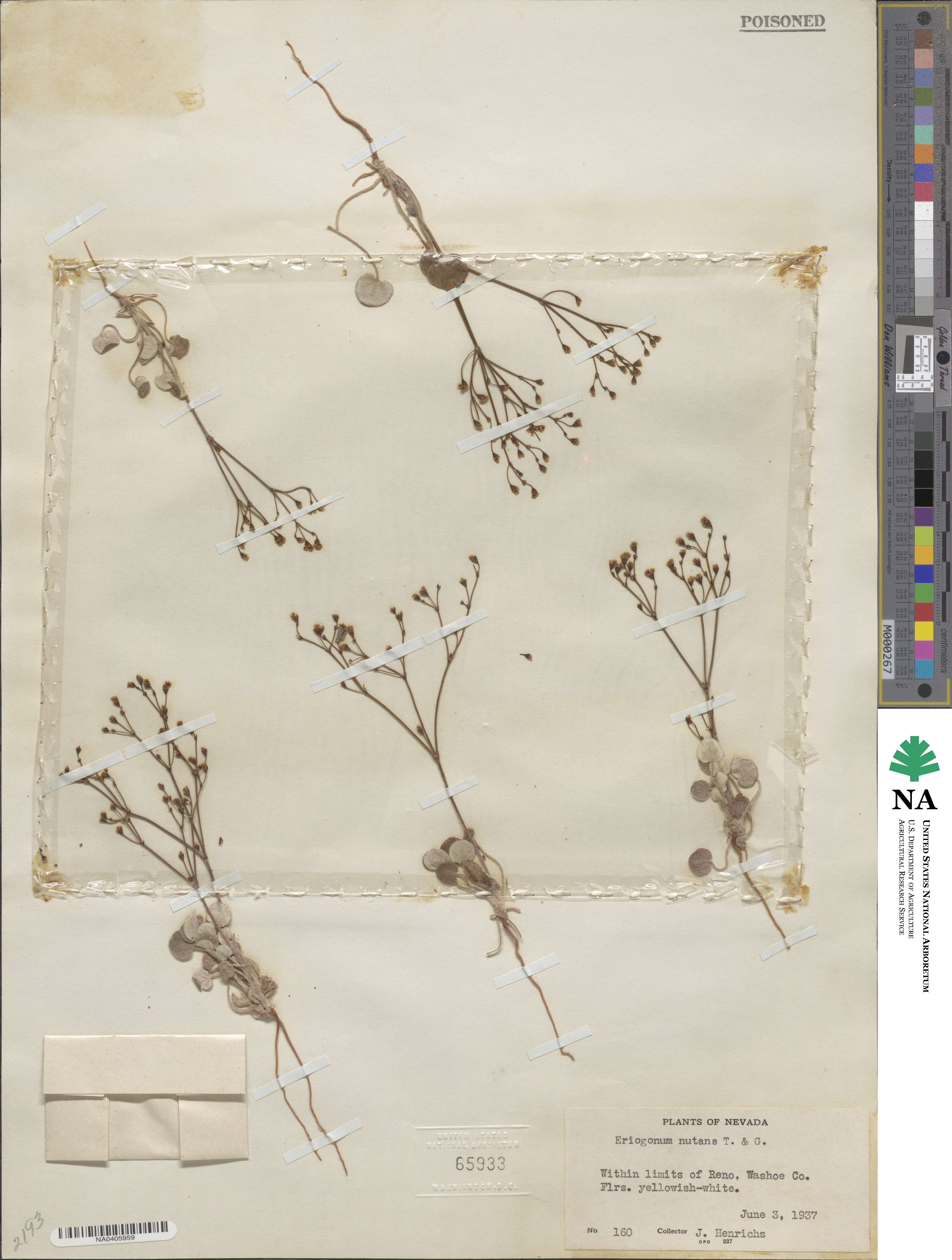 Eriogonum nutans image