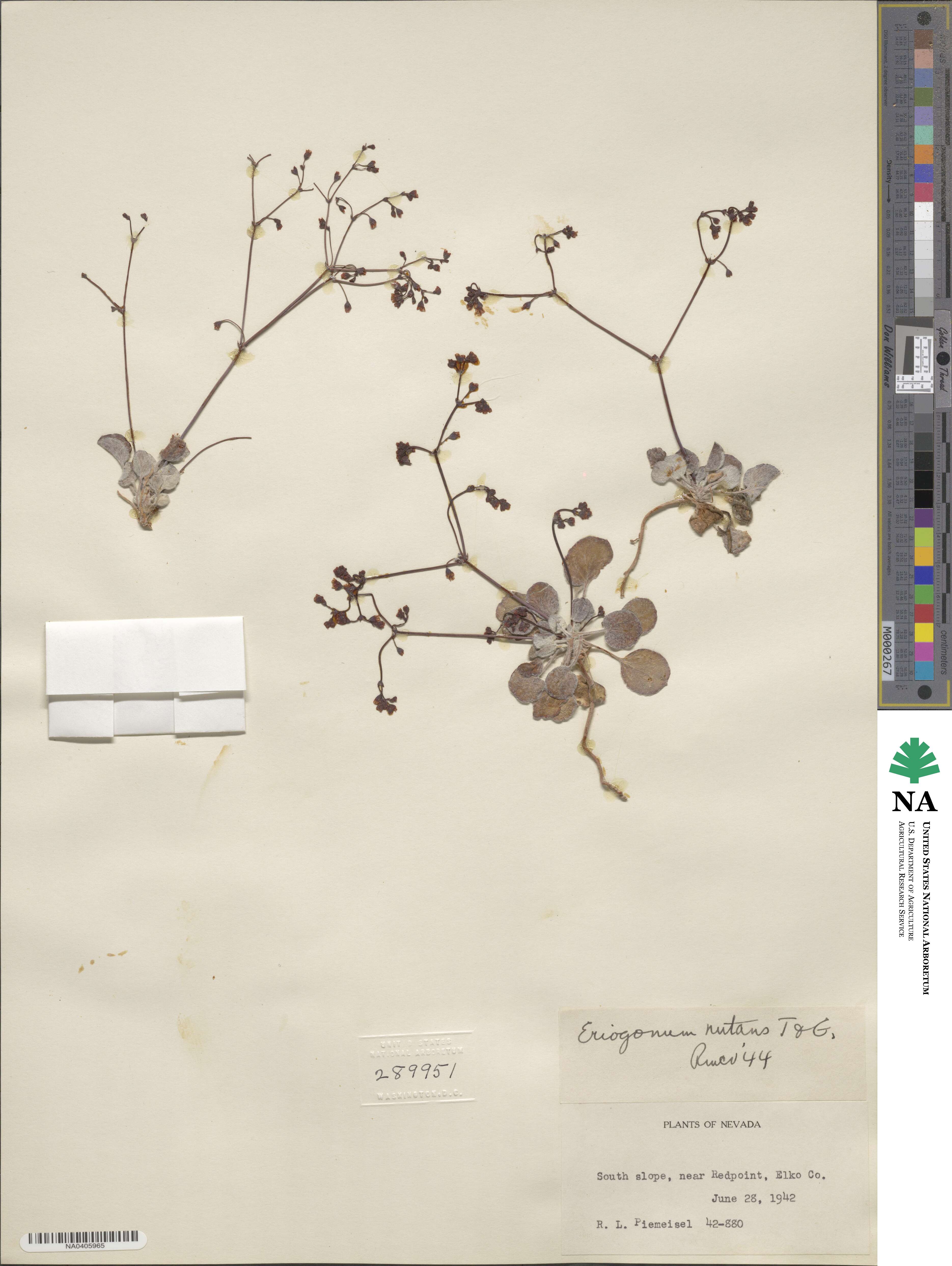 Eriogonum nutans image