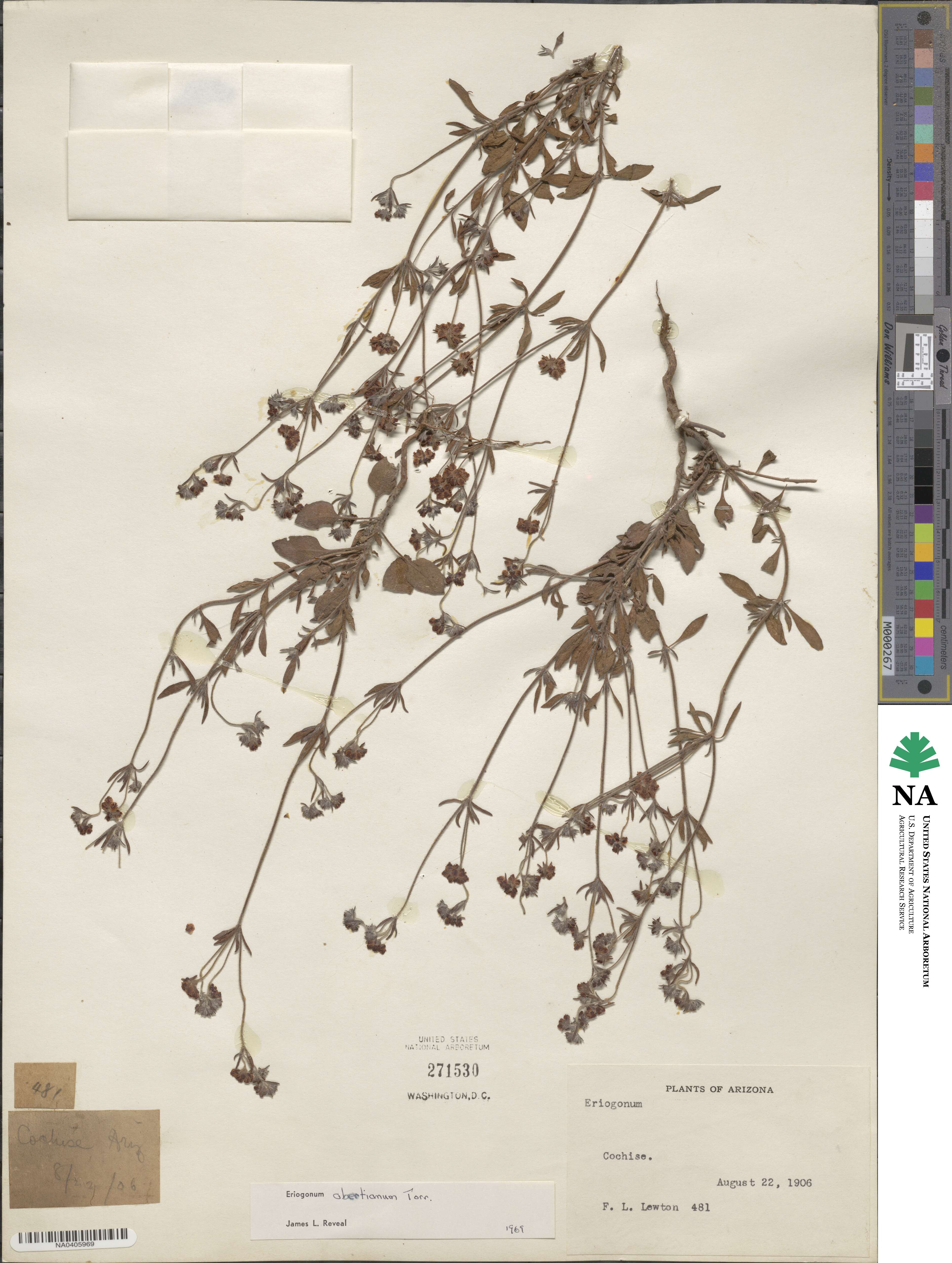 Eriogonum abertianum image