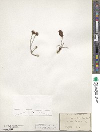 Eriogonum latifolium image