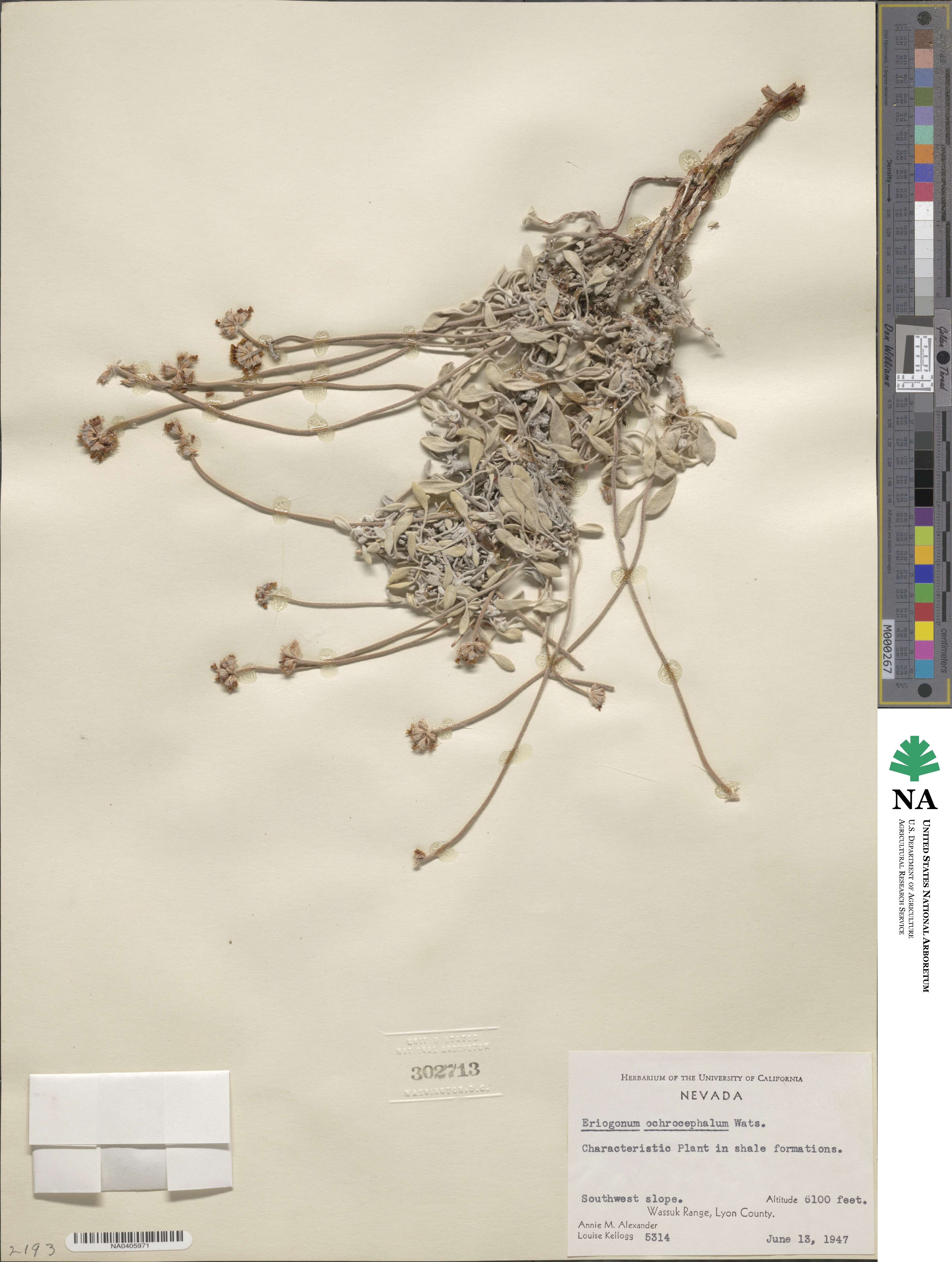 Eriogonum ochrocephalum image