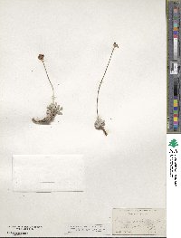 Eriogonum ovalifolium image