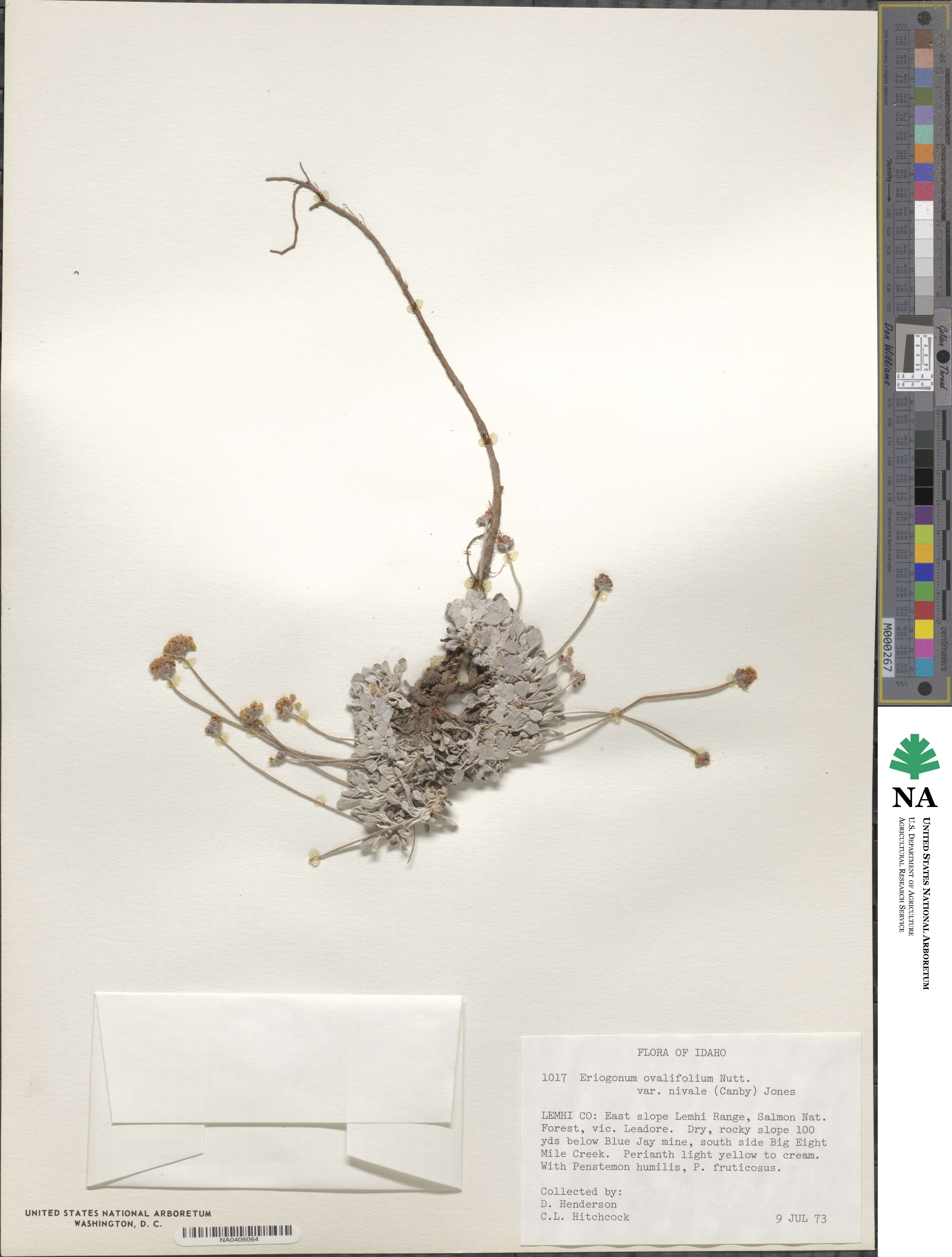 Eriogonum ovalifolium var. nivale image