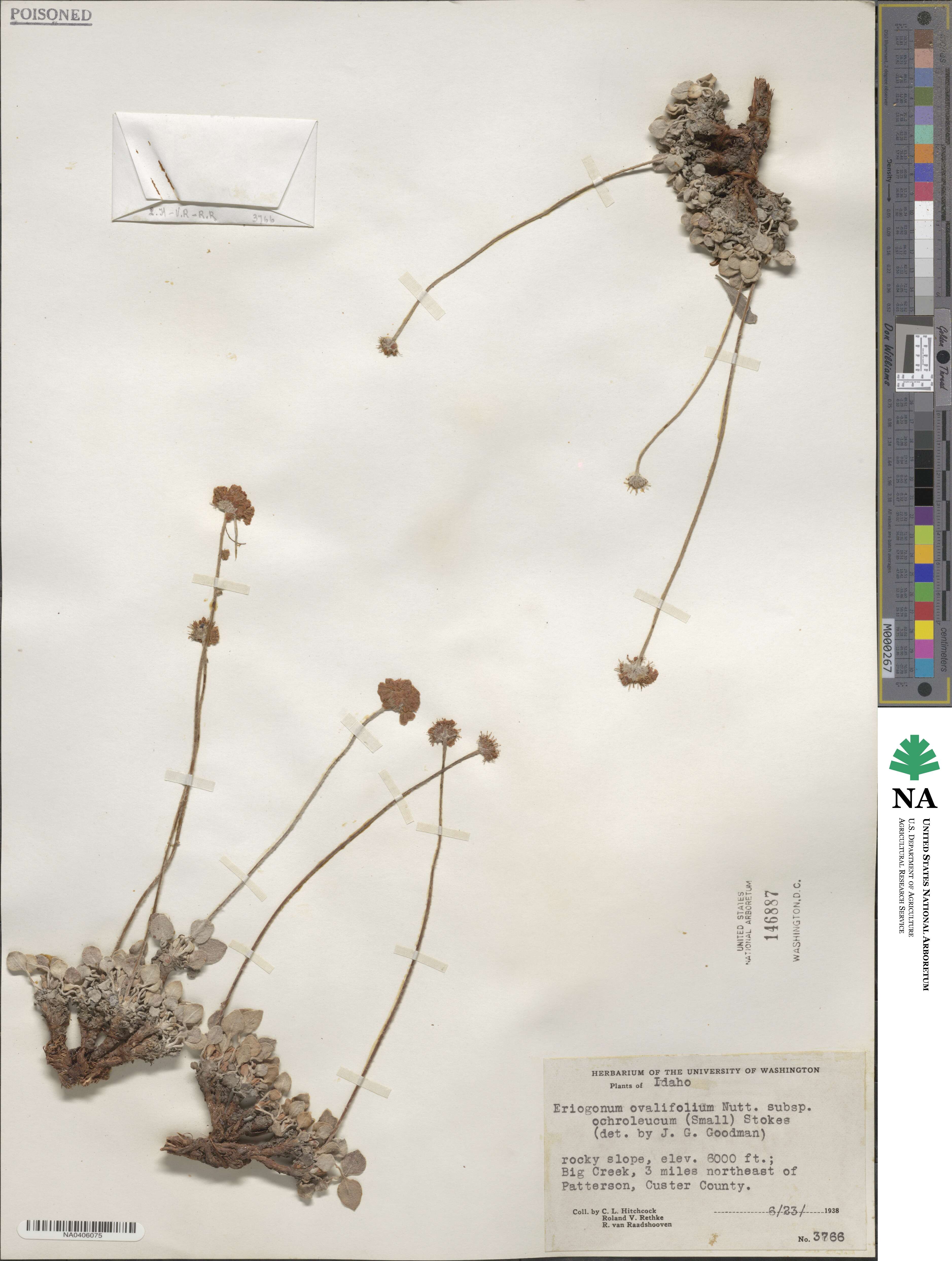Eriogonum ovalifolium image