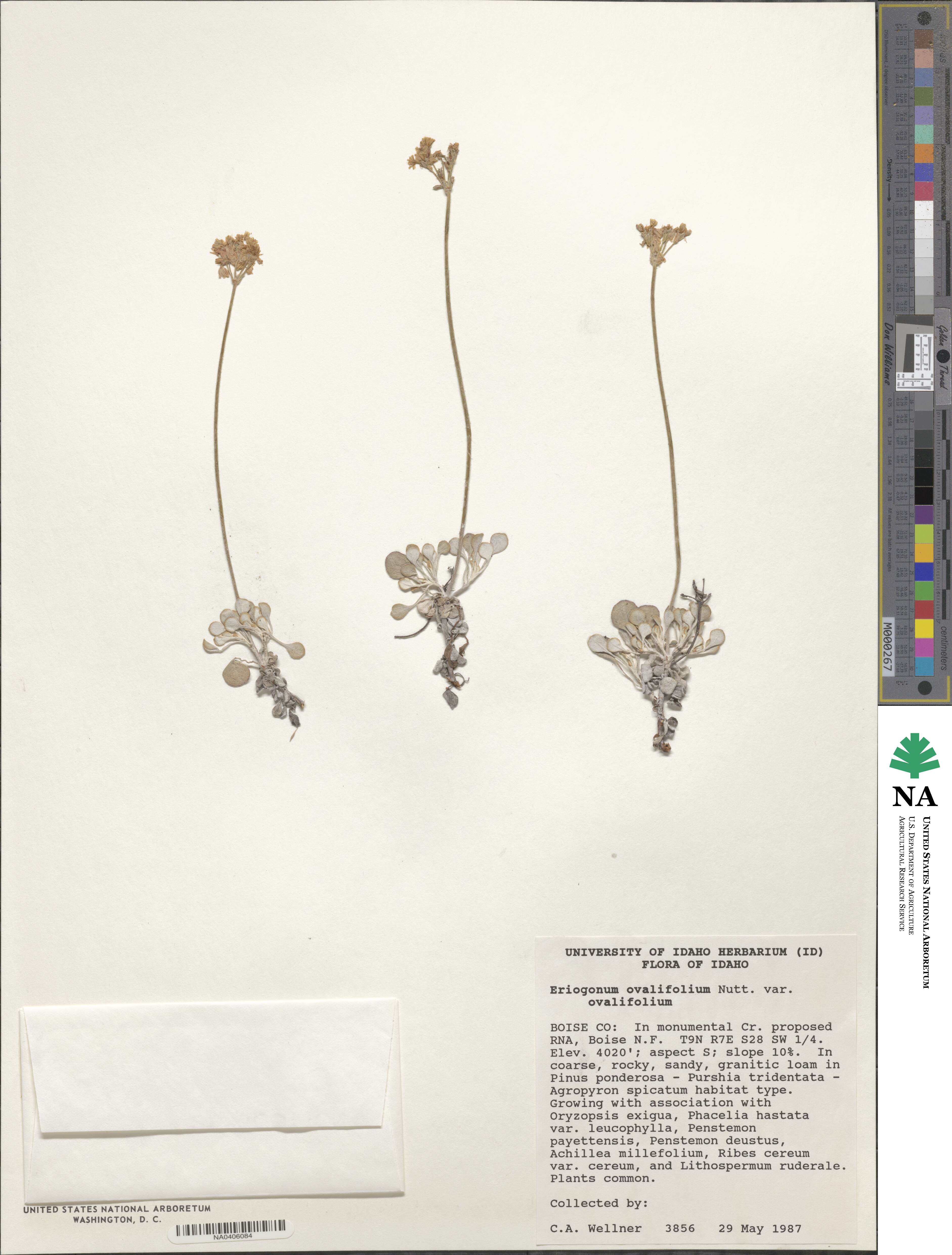 Eriogonum ovalifolium var. ovalifolium image
