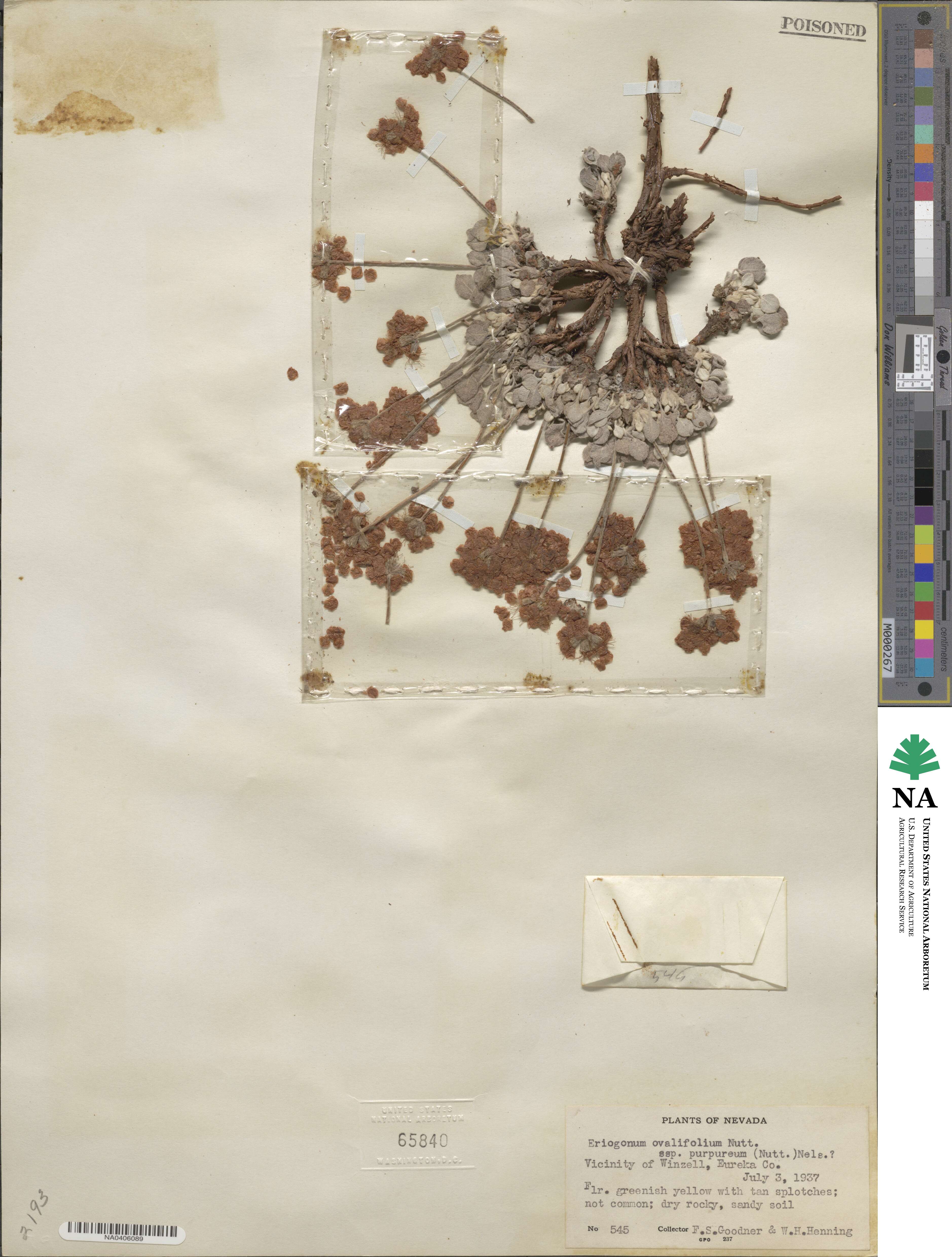 Eriogonum ovalifolium var. purpureum image