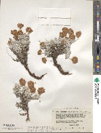 Eriogonum ovalifolium image
