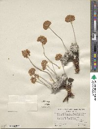 Eriogonum ovalifolium image
