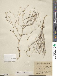 Eriogonum palmerianum image