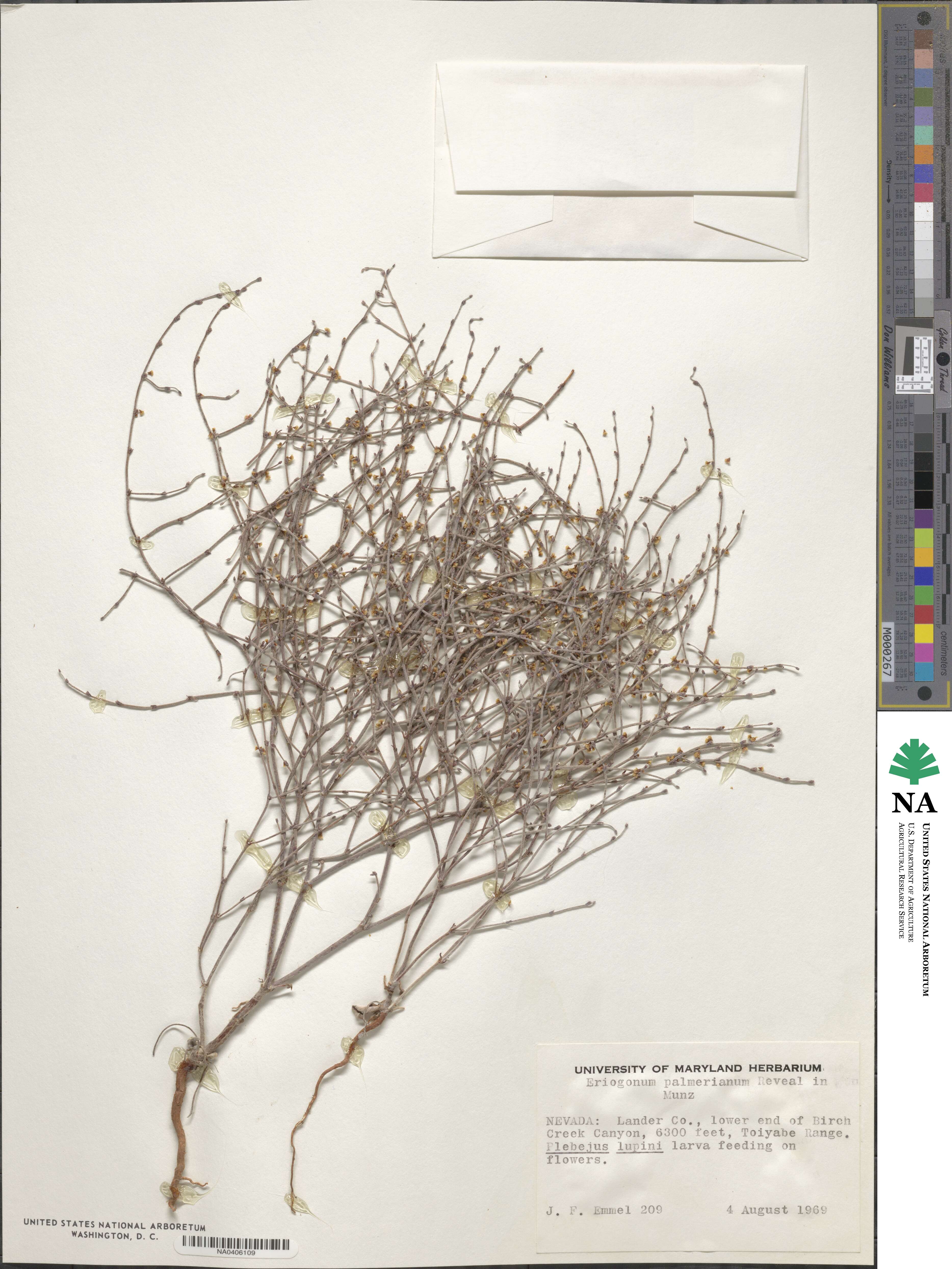 Eriogonum palmerianum image