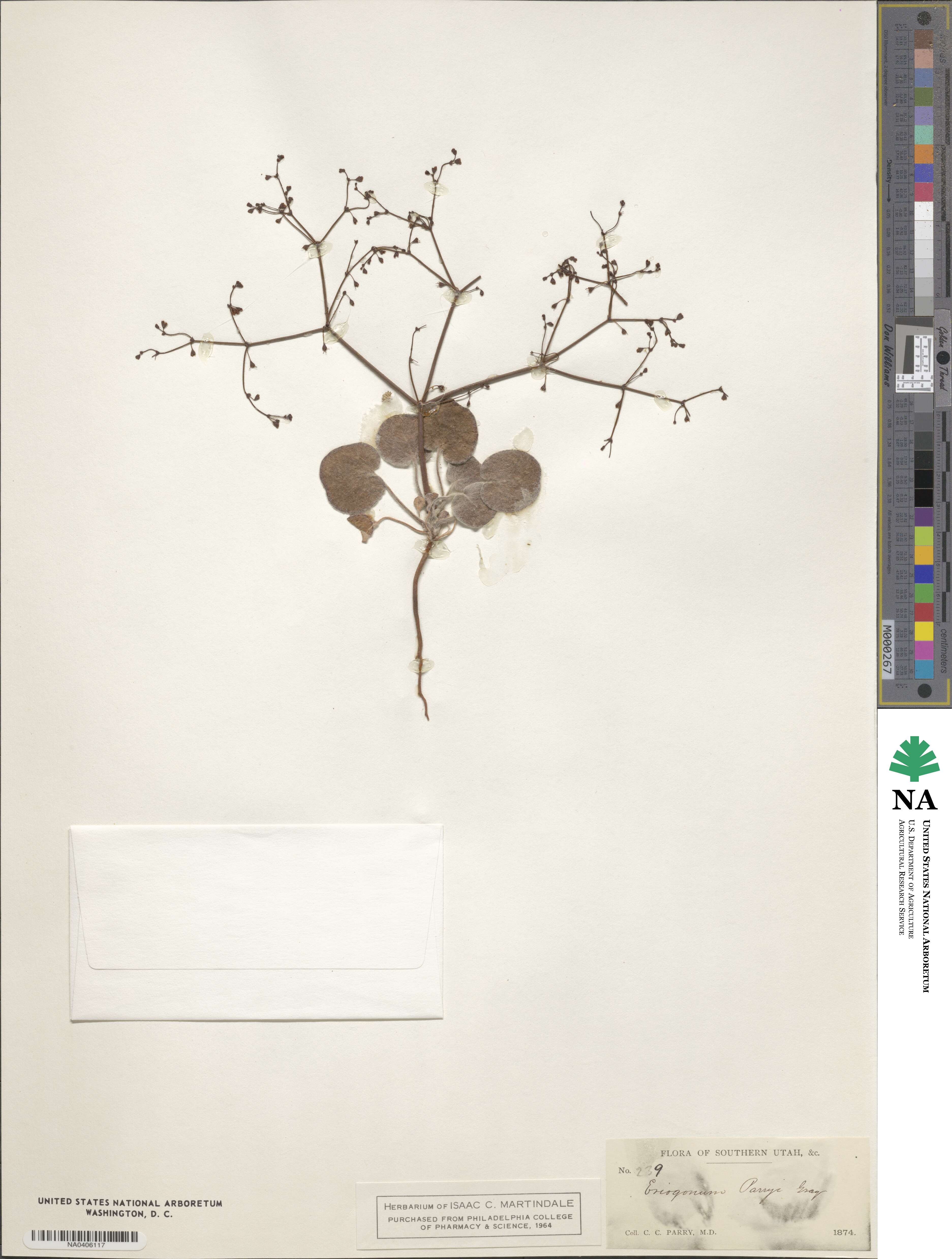 Eriogonum brachypodum image