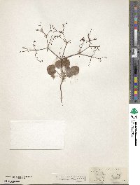 Eriogonum brachypodum image