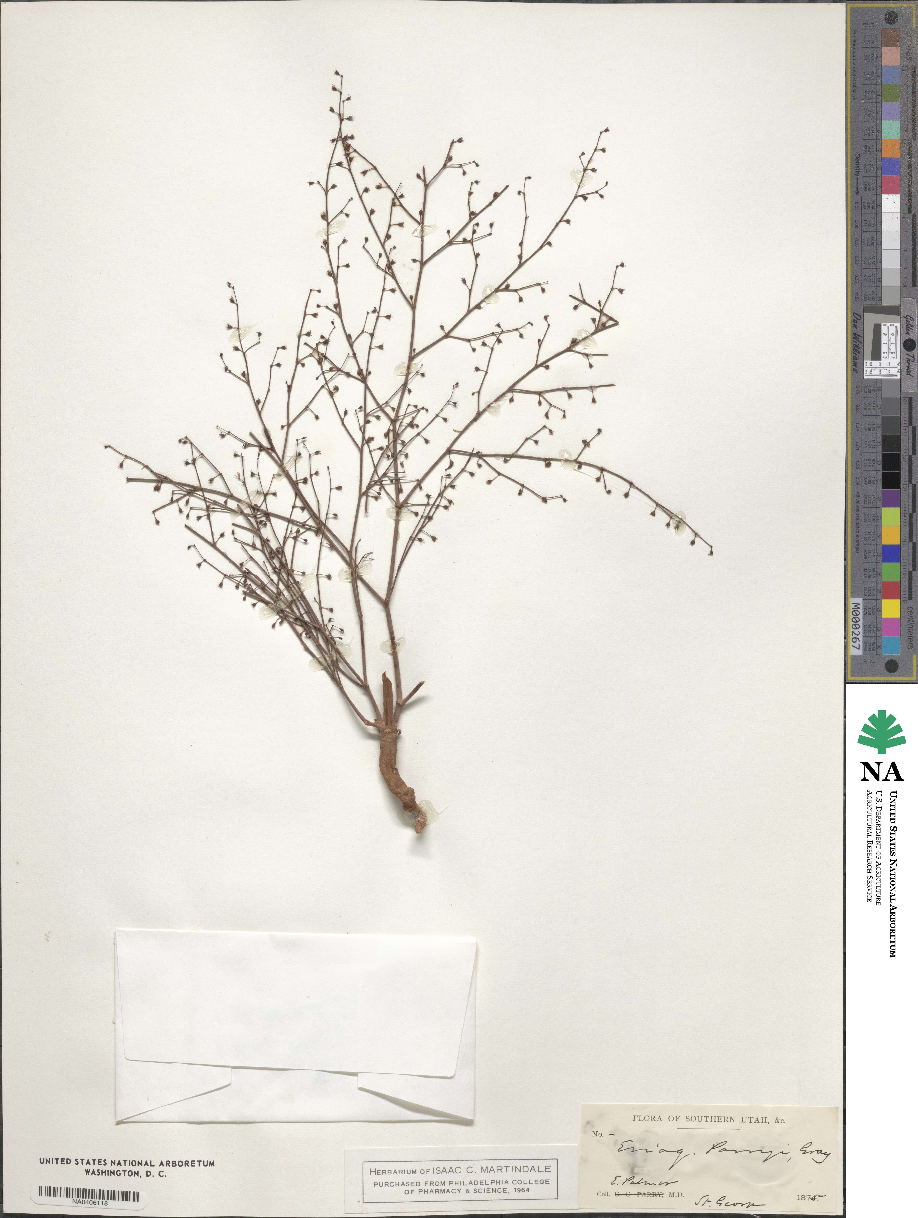 Eriogonum brachypodum image