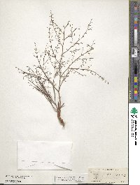 Eriogonum brachypodum image