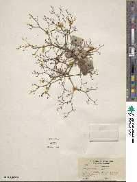 Eriogonum brachypodum image