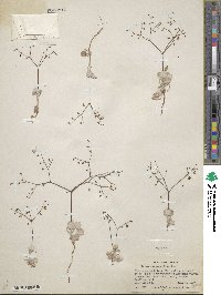Eriogonum brachypodum image