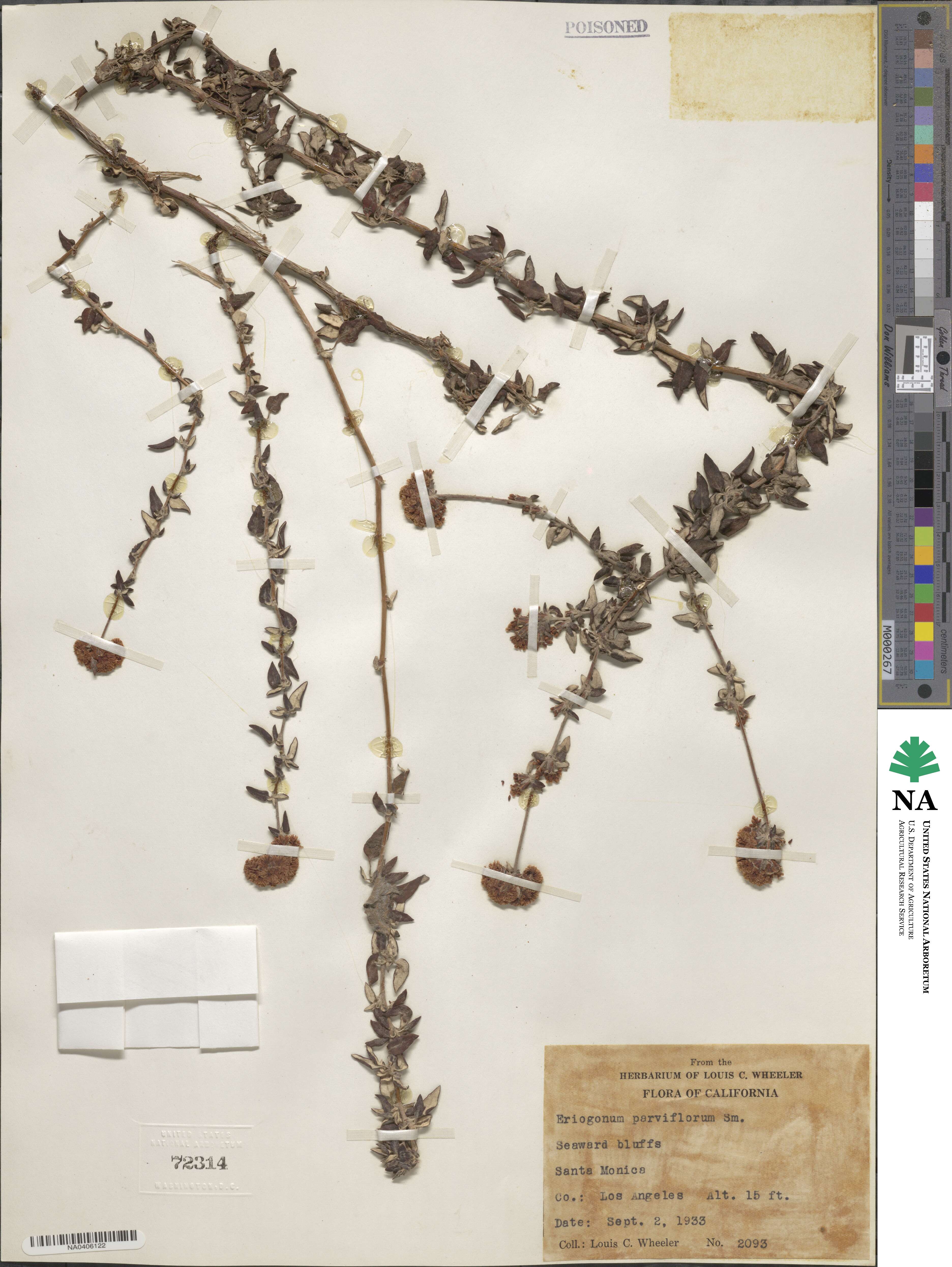 Eriogonum pauciflorum image