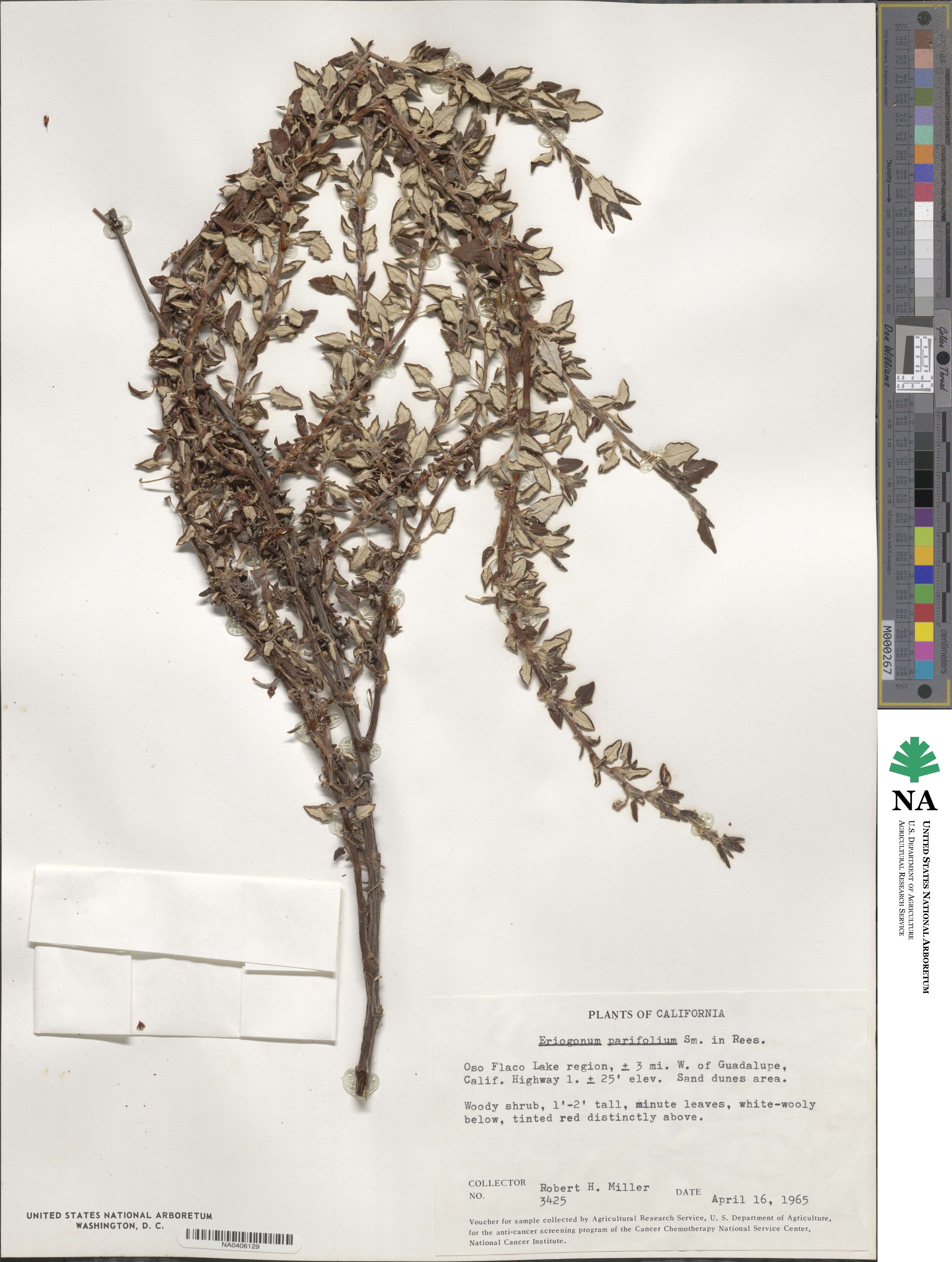 Eriogonum pauciflorum image