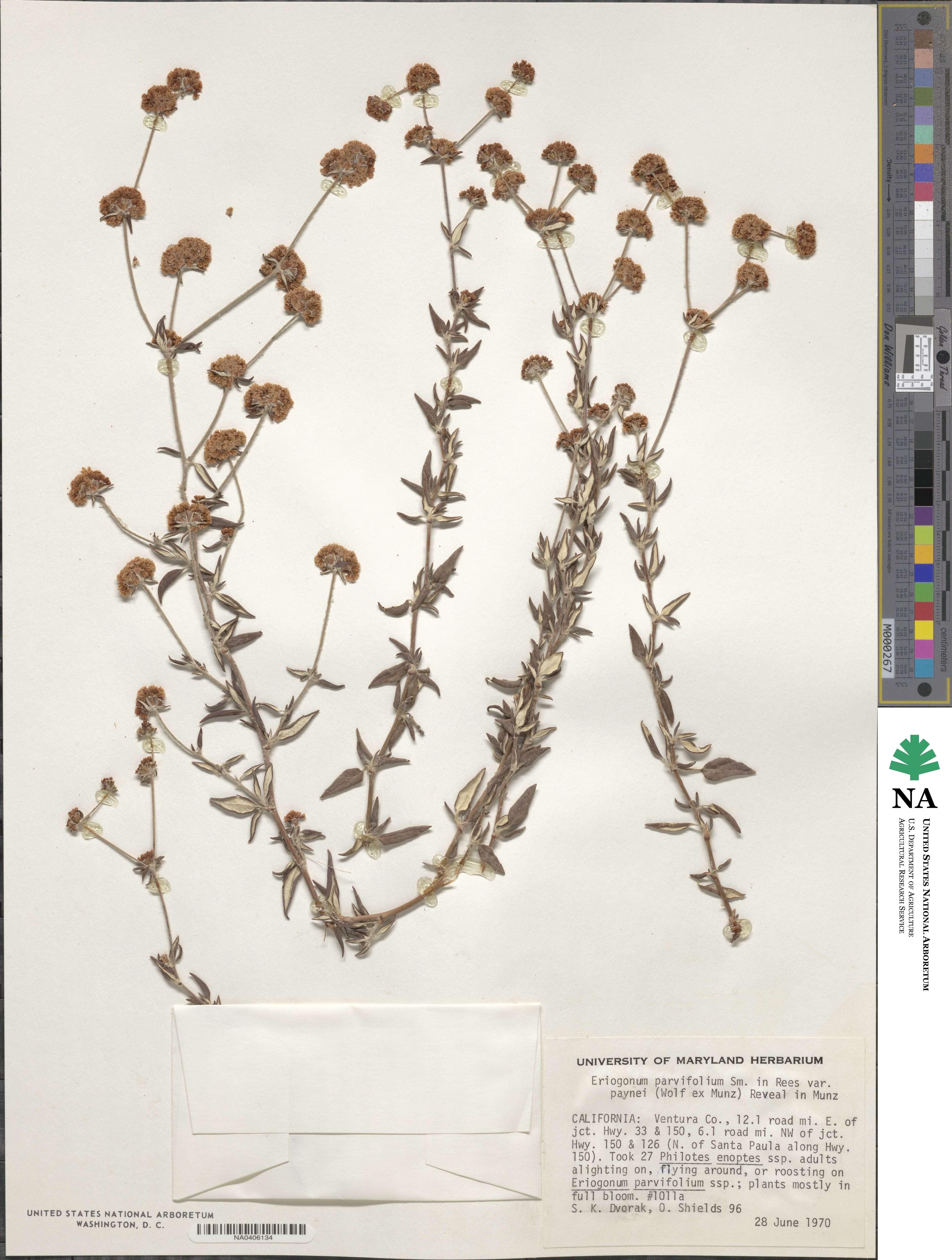 Eriogonum parvifolium image
