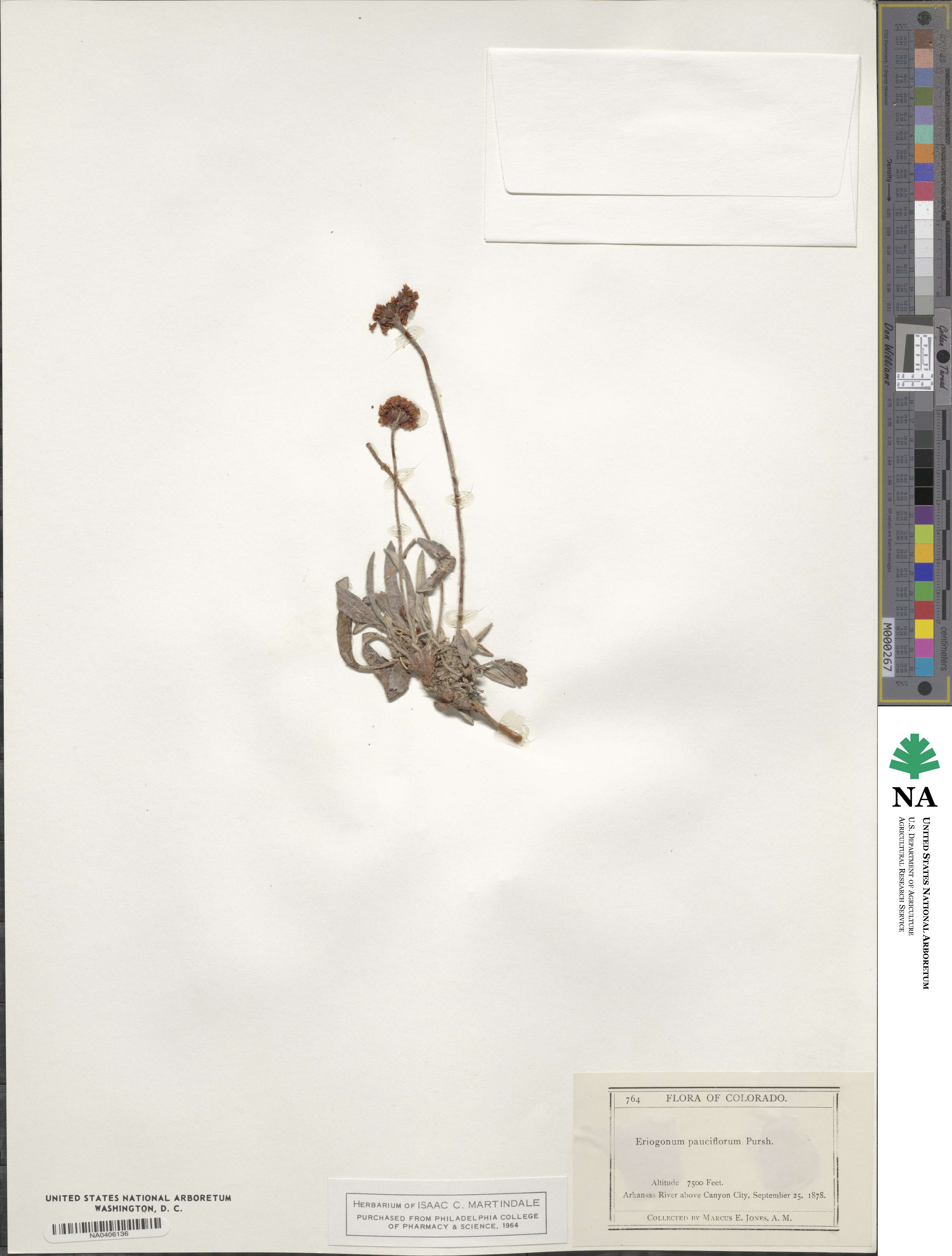 Eriogonum pauciflorum image