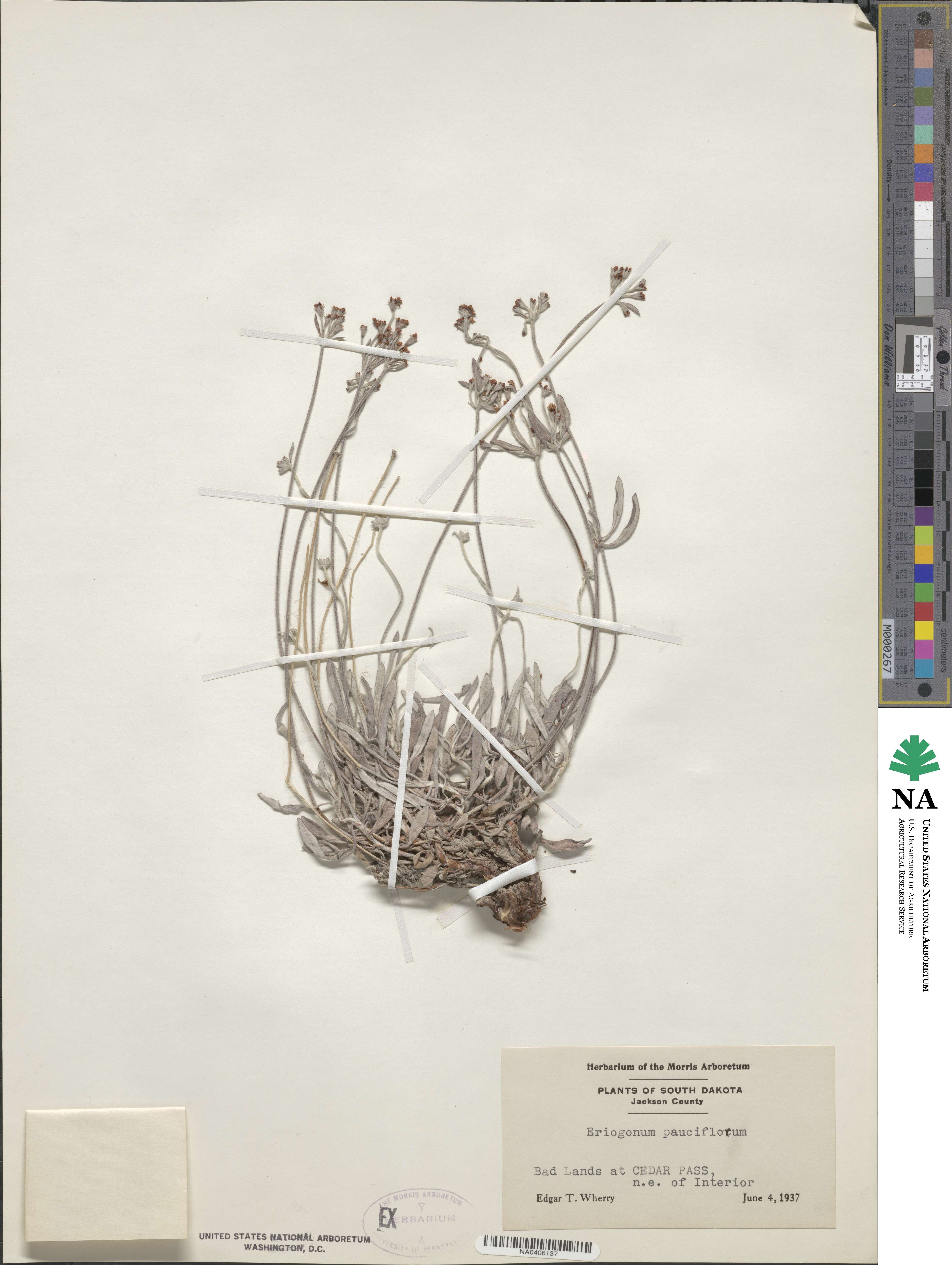 Eriogonum pauciflorum image