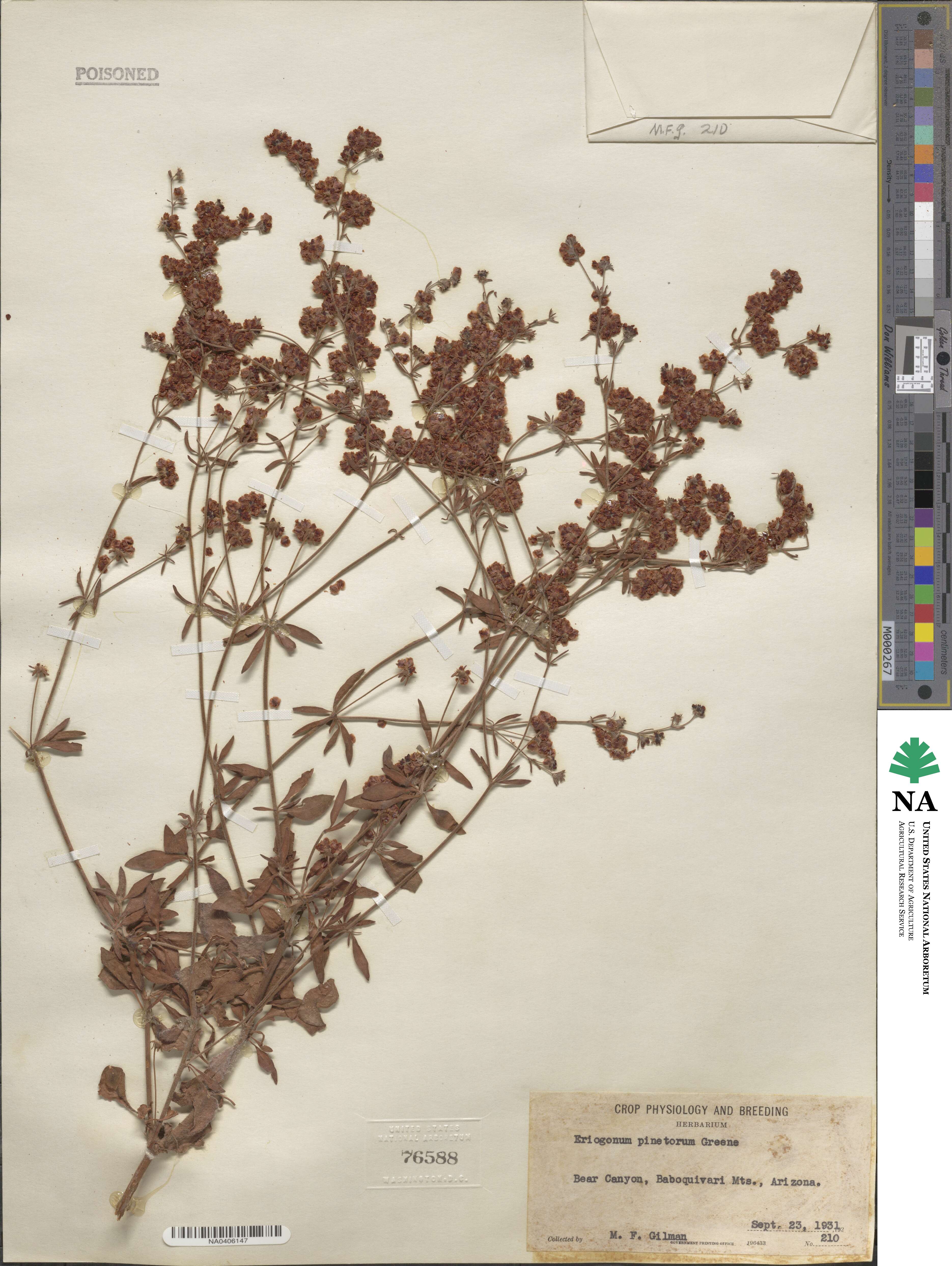 Eriogonum abertianum image