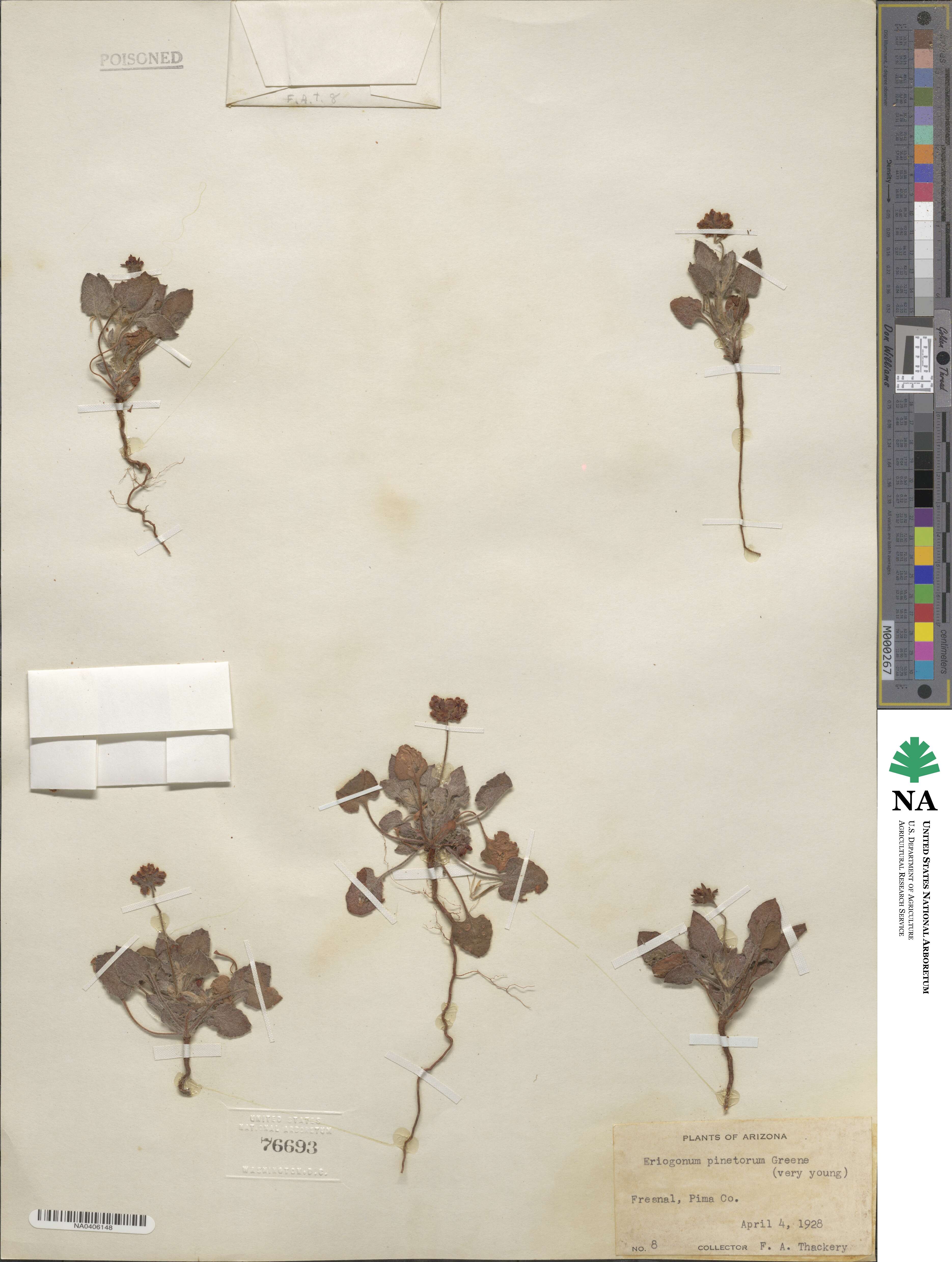 Eriogonum abertianum image