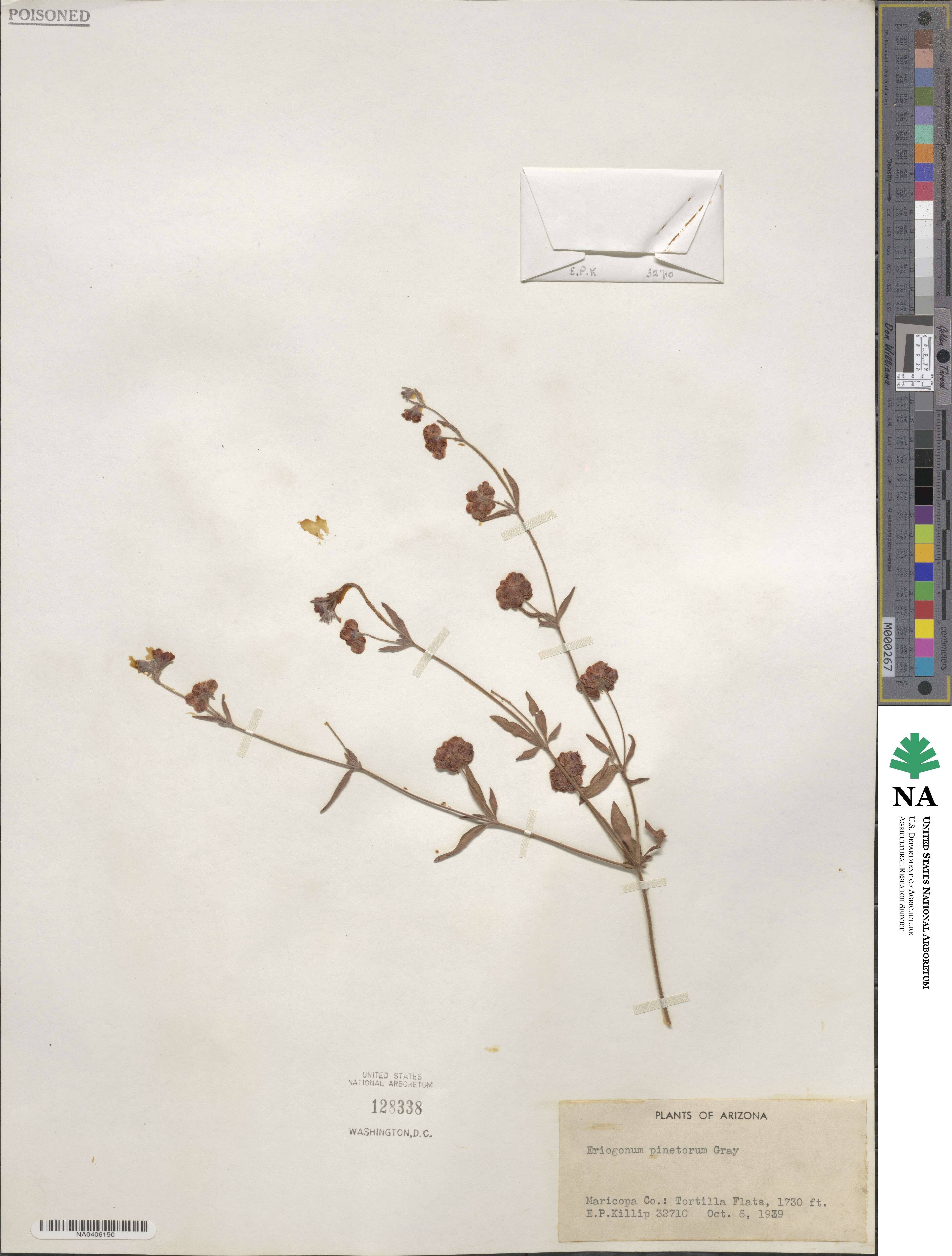 Eriogonum abertianum image