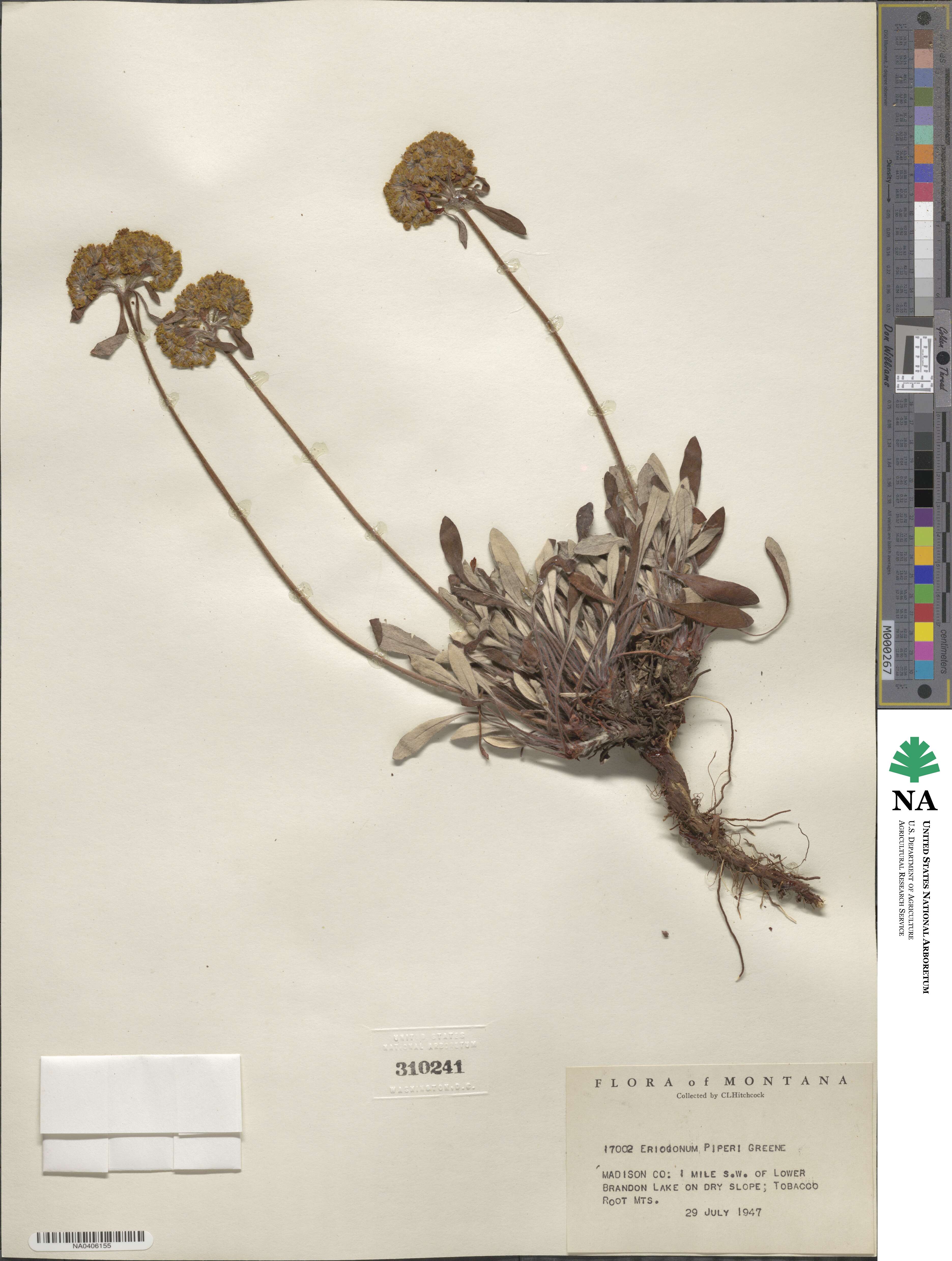 Eriogonum flavum var. piperi image