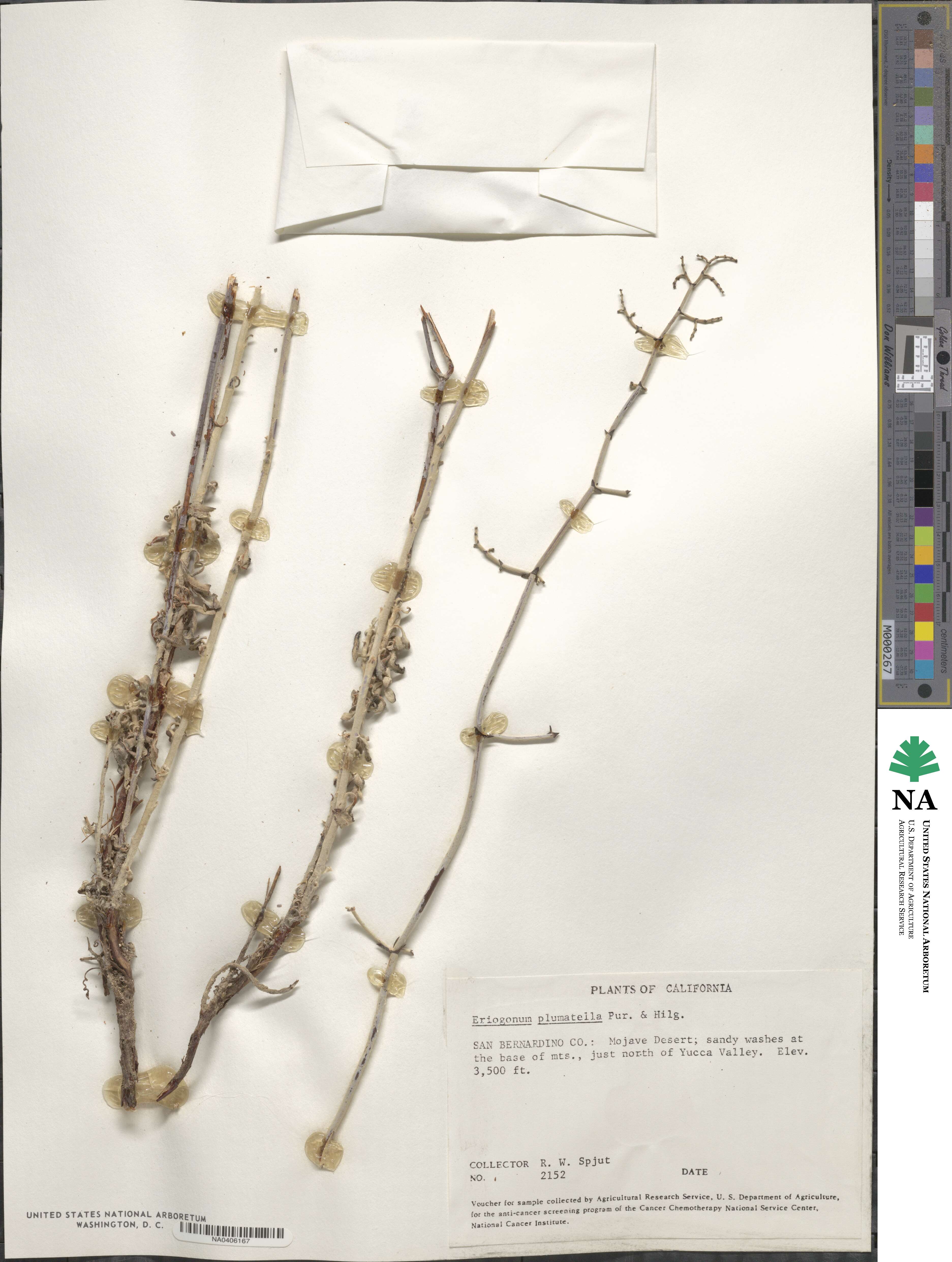 Eriogonum plumatella image
