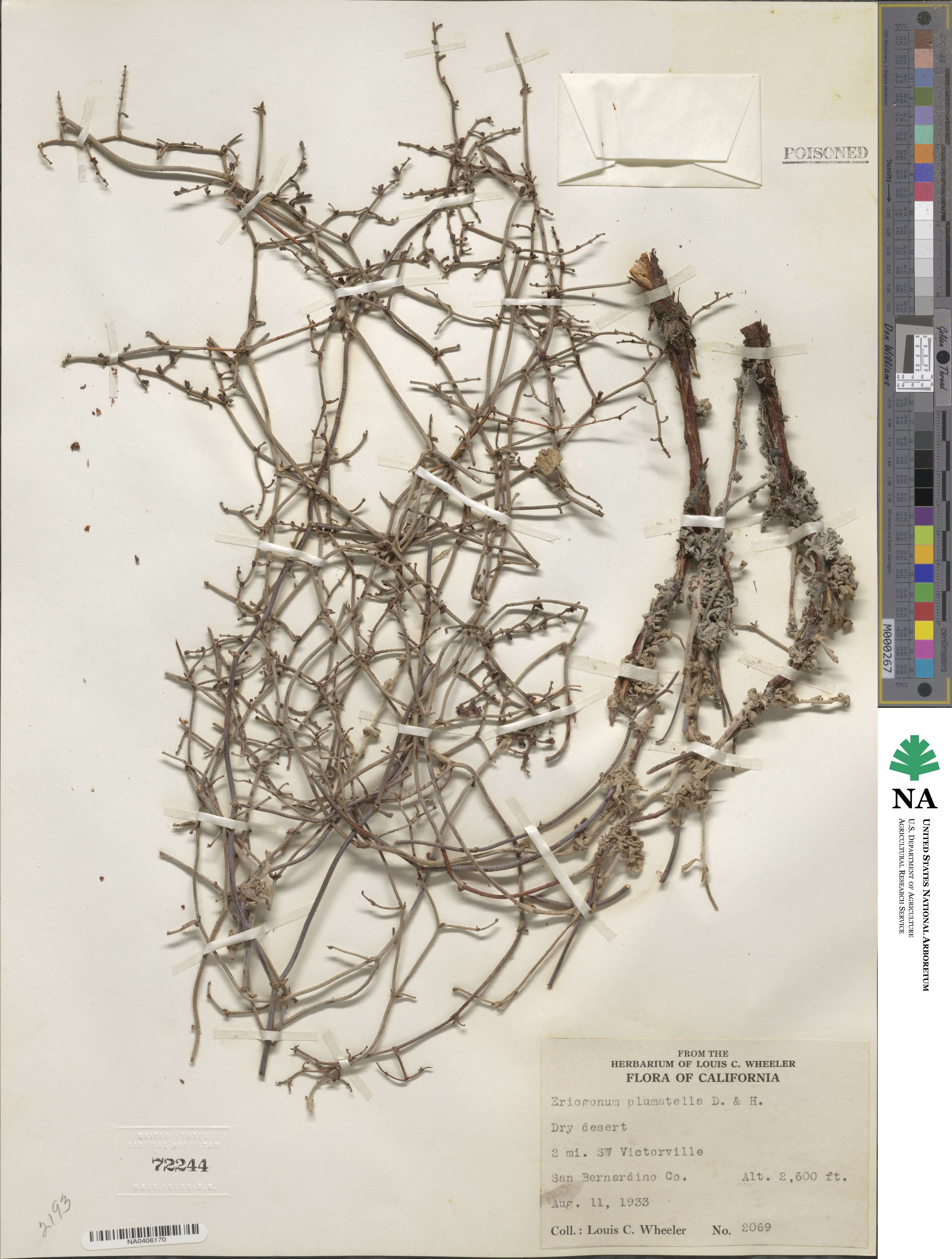 Eriogonum plumatella image