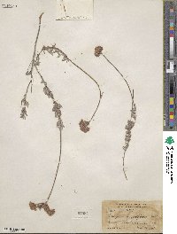 Eriogonum fasciculatum var. polifolium image