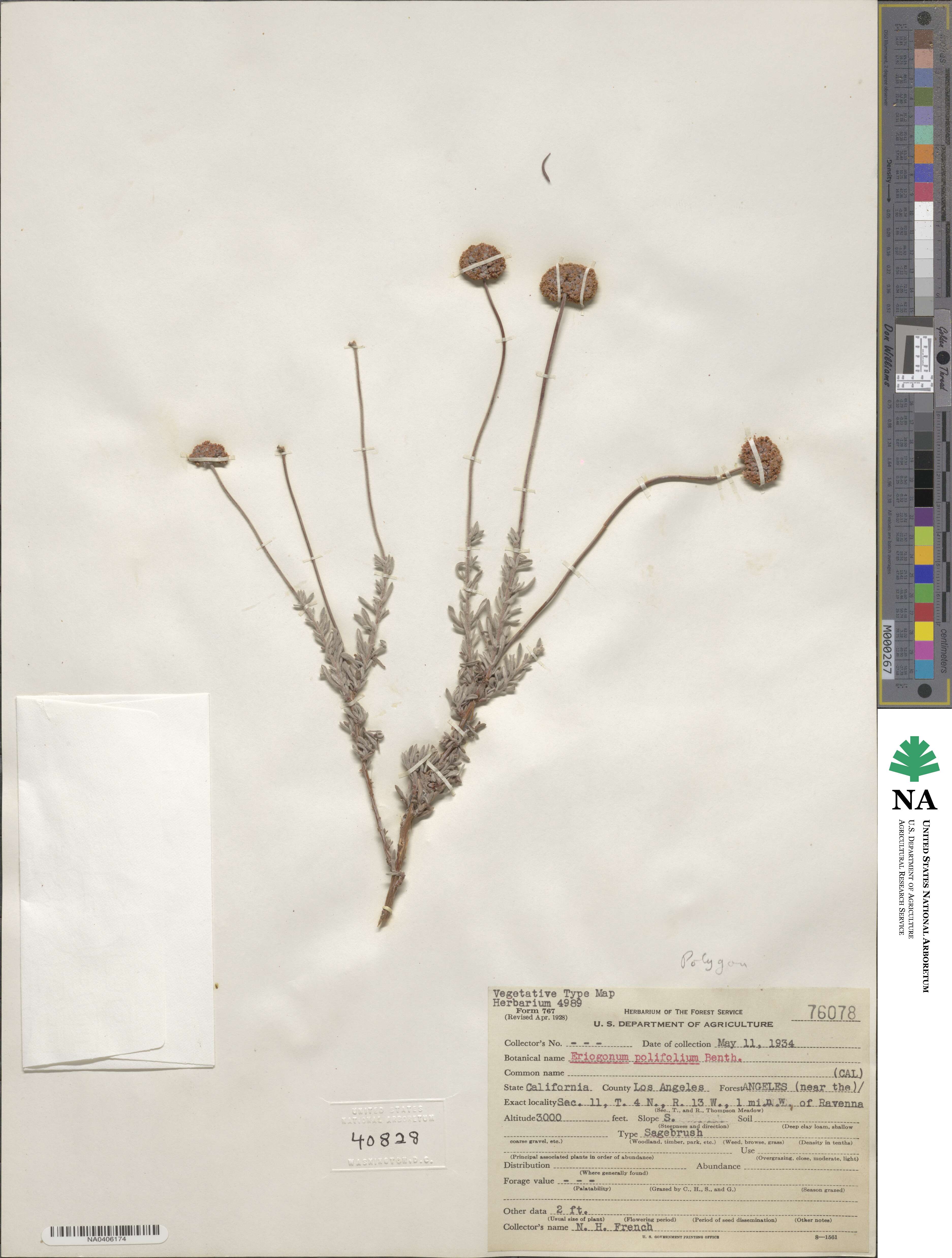Eriogonum fasciculatum var. polifolium image