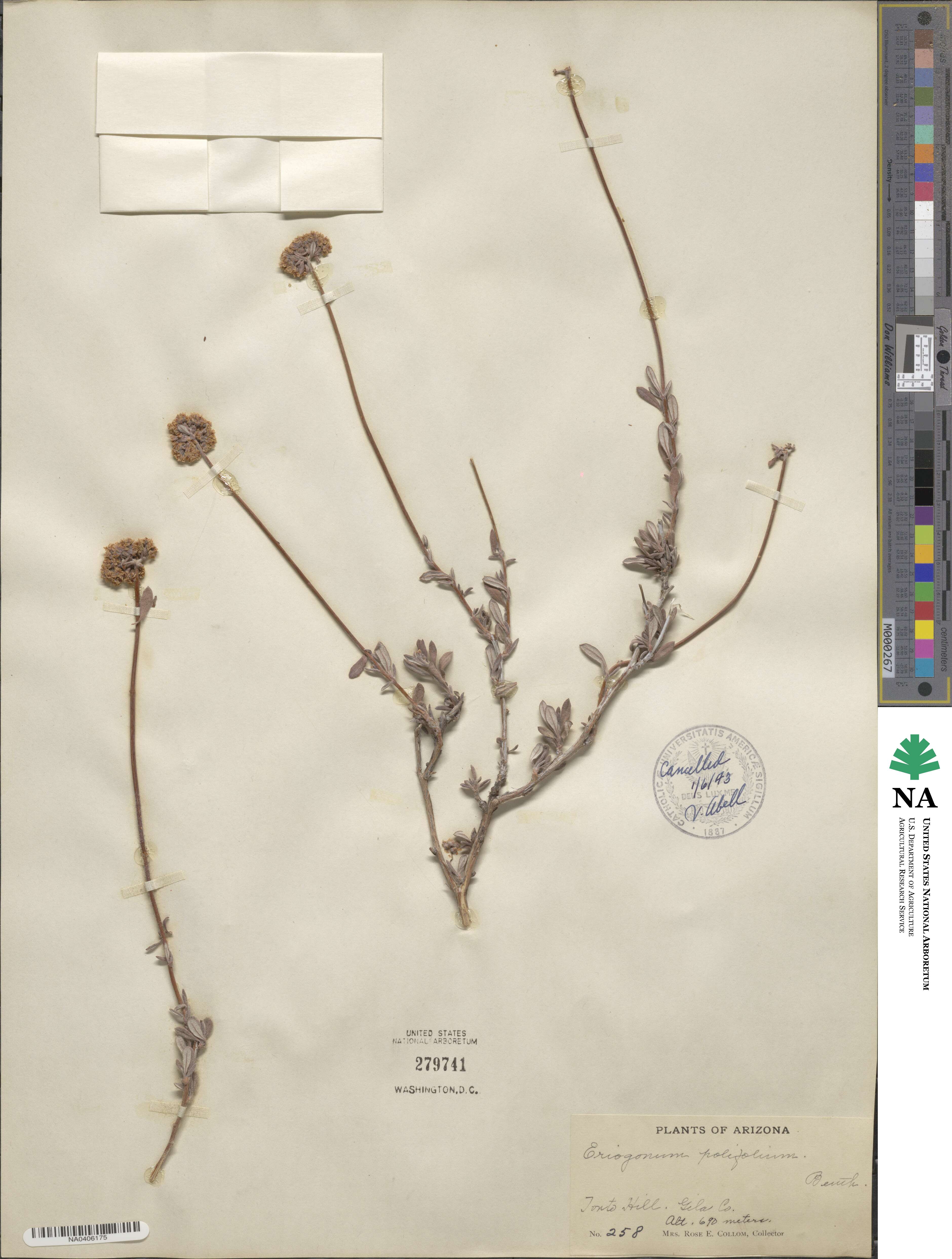 Eriogonum fasciculatum var. polifolium image