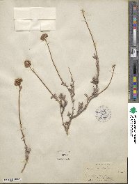 Eriogonum fasciculatum var. polifolium image