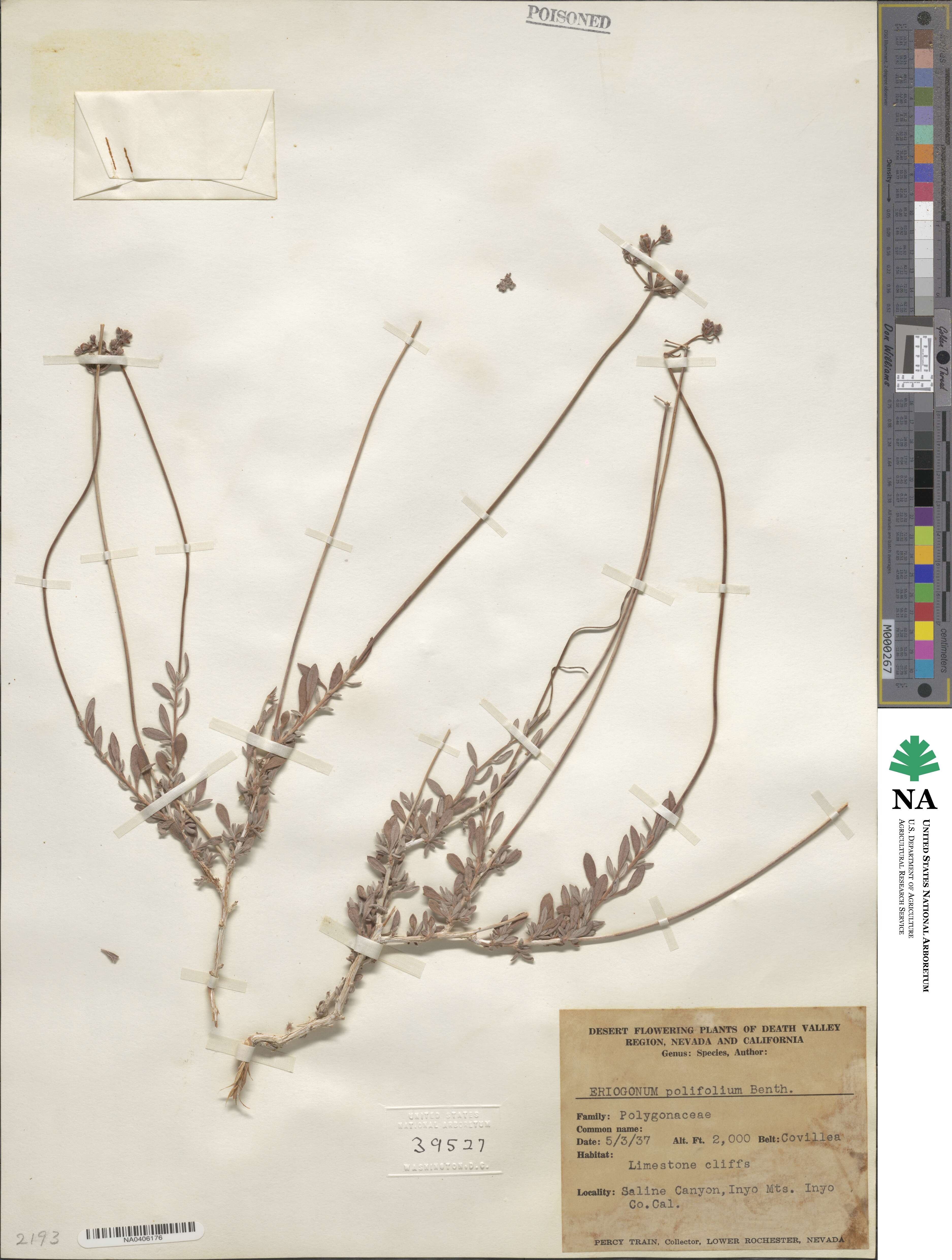 Eriogonum fasciculatum var. polifolium image