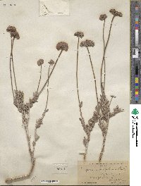 Eriogonum fasciculatum var. polifolium image