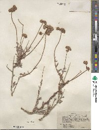 Eriogonum fasciculatum var. polifolium image