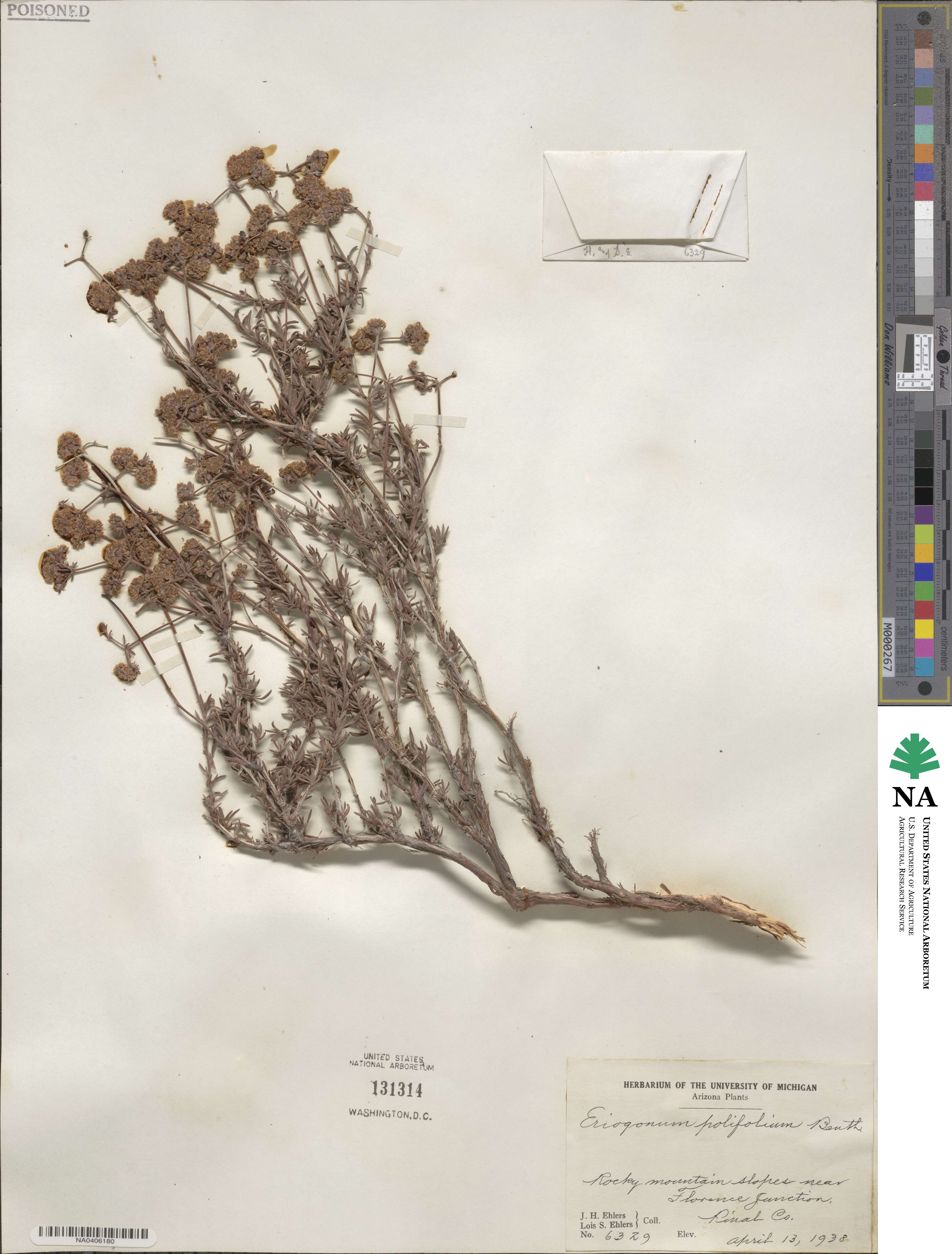 Eriogonum fasciculatum image